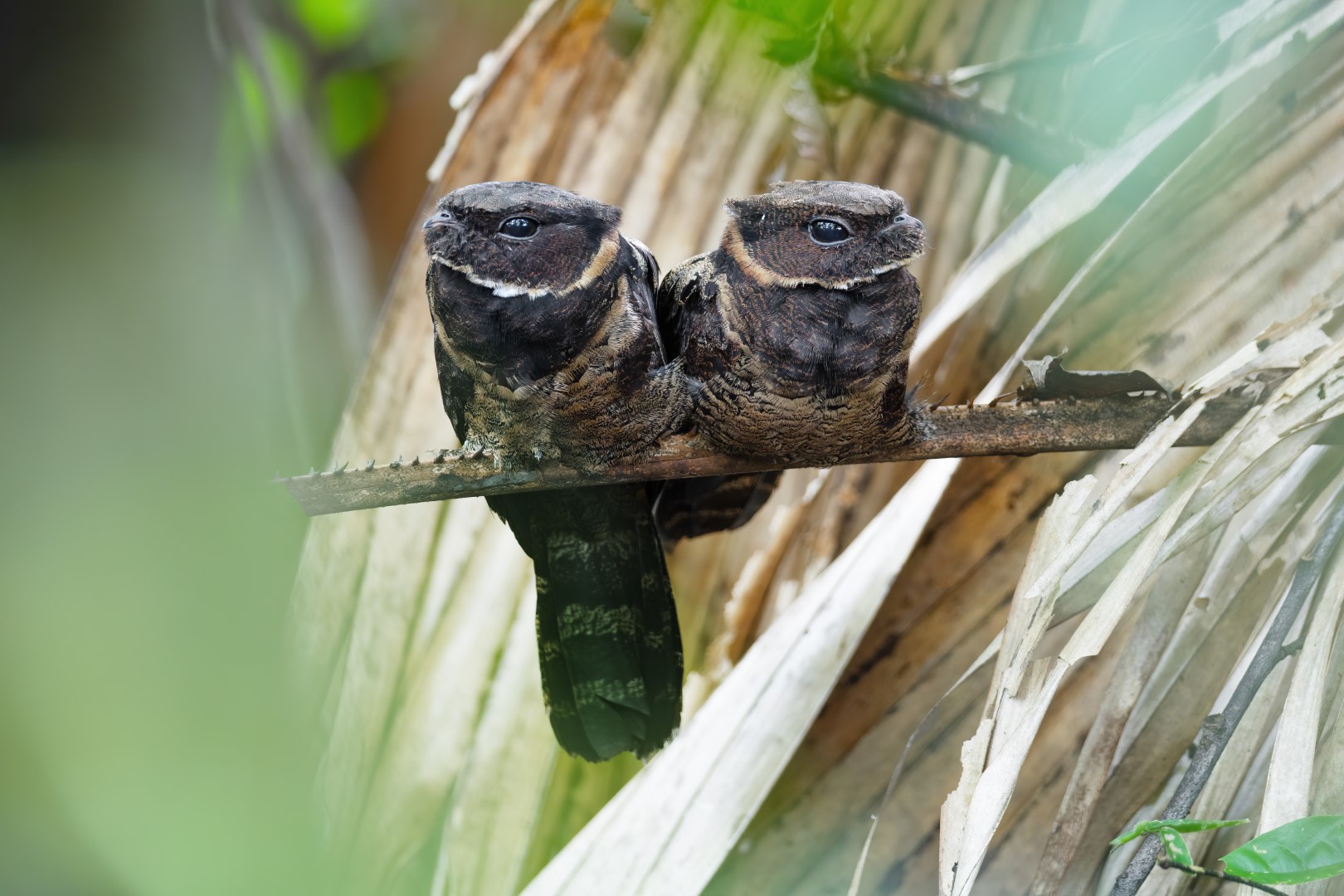 Bornean Frogmouth