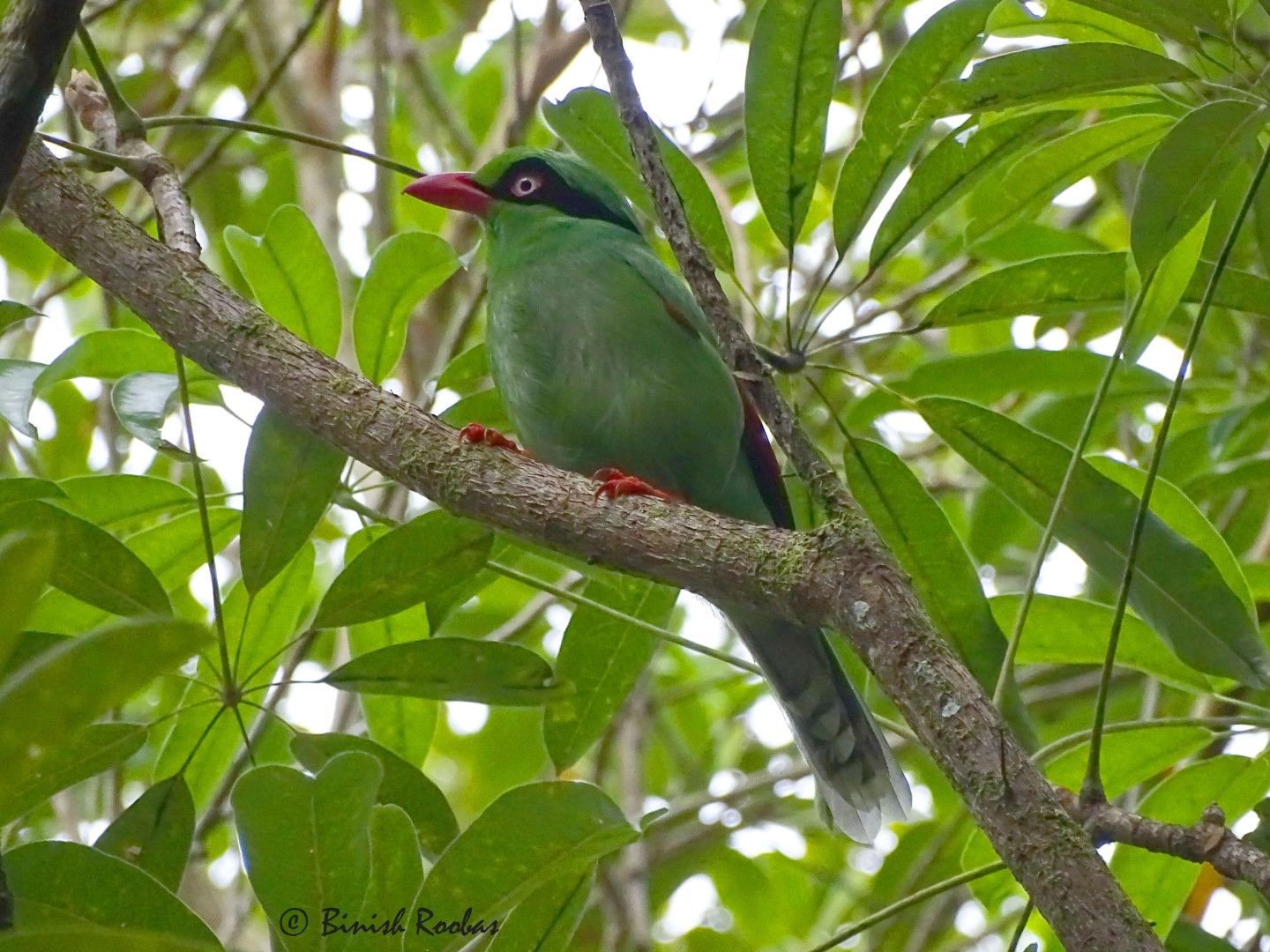 Bornean Green Magpie