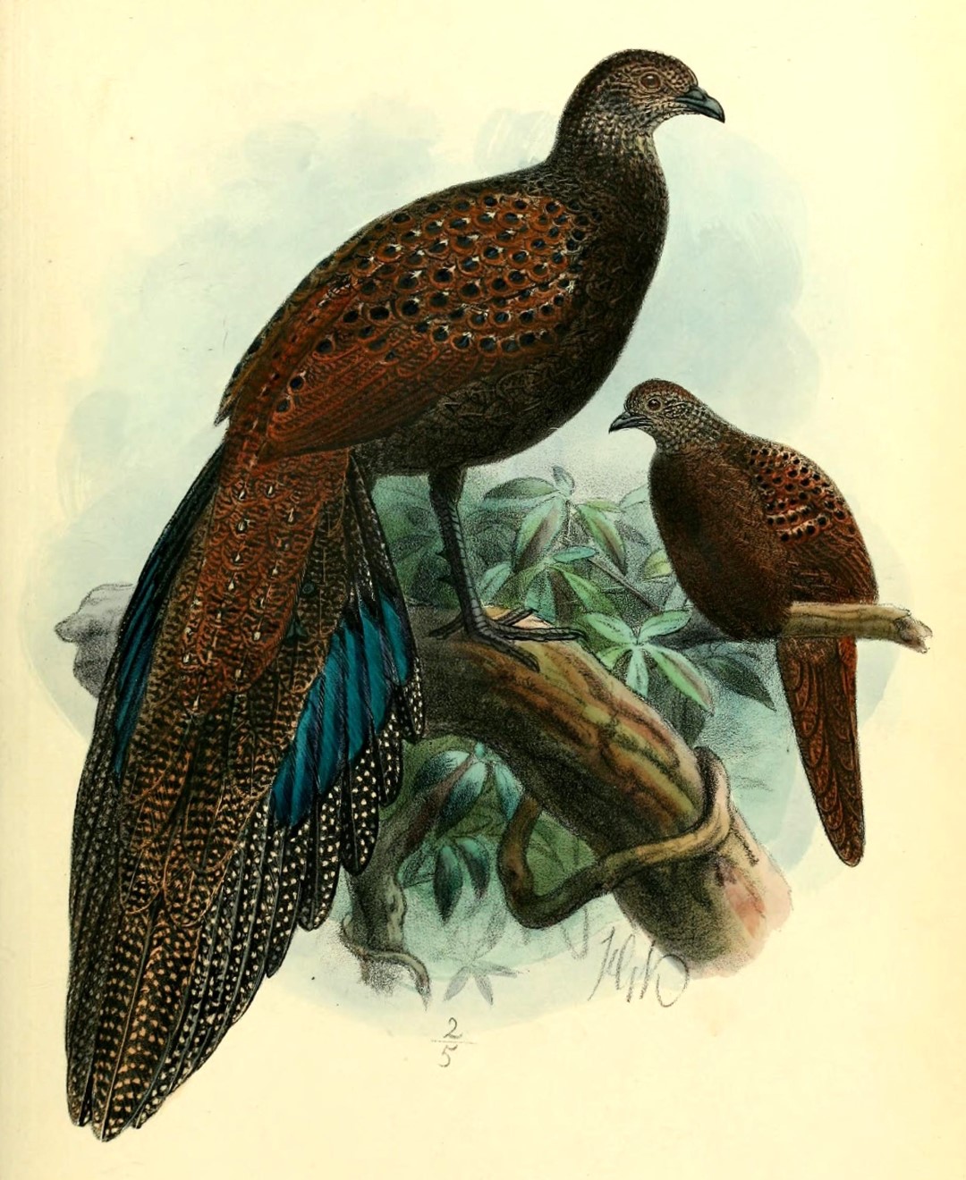 Bornean Peacock-Pheasant