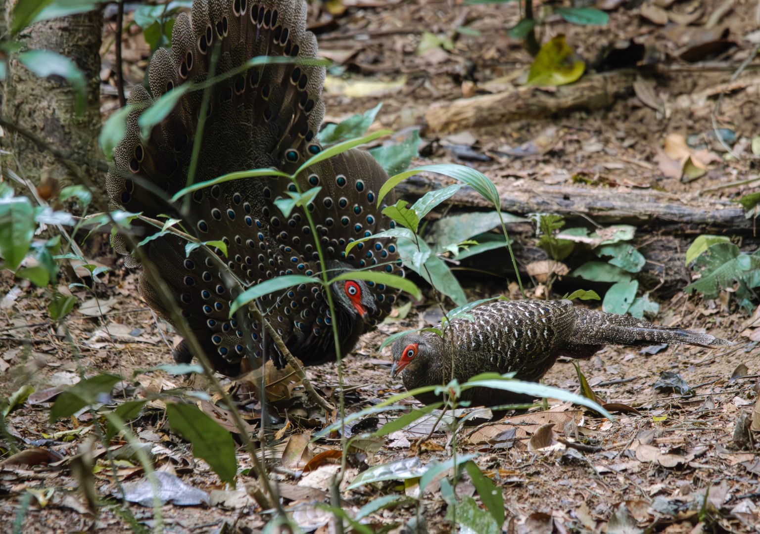Bornean Peacock-Pheasant