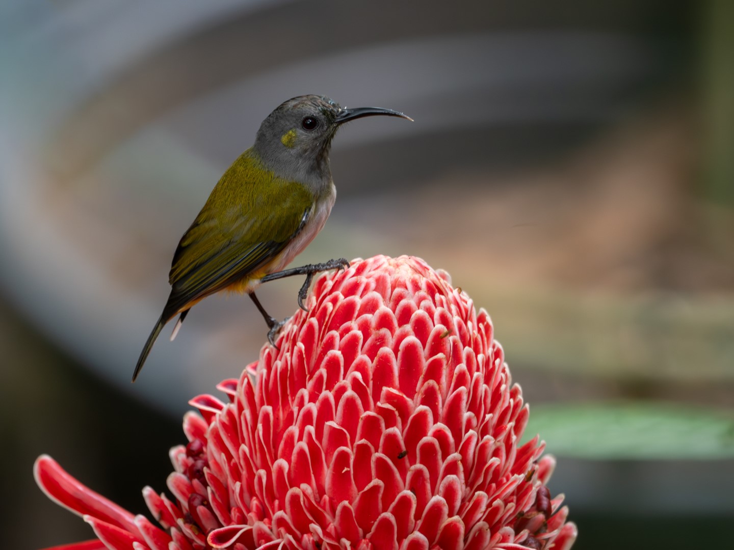 Bornean Spiderhunter