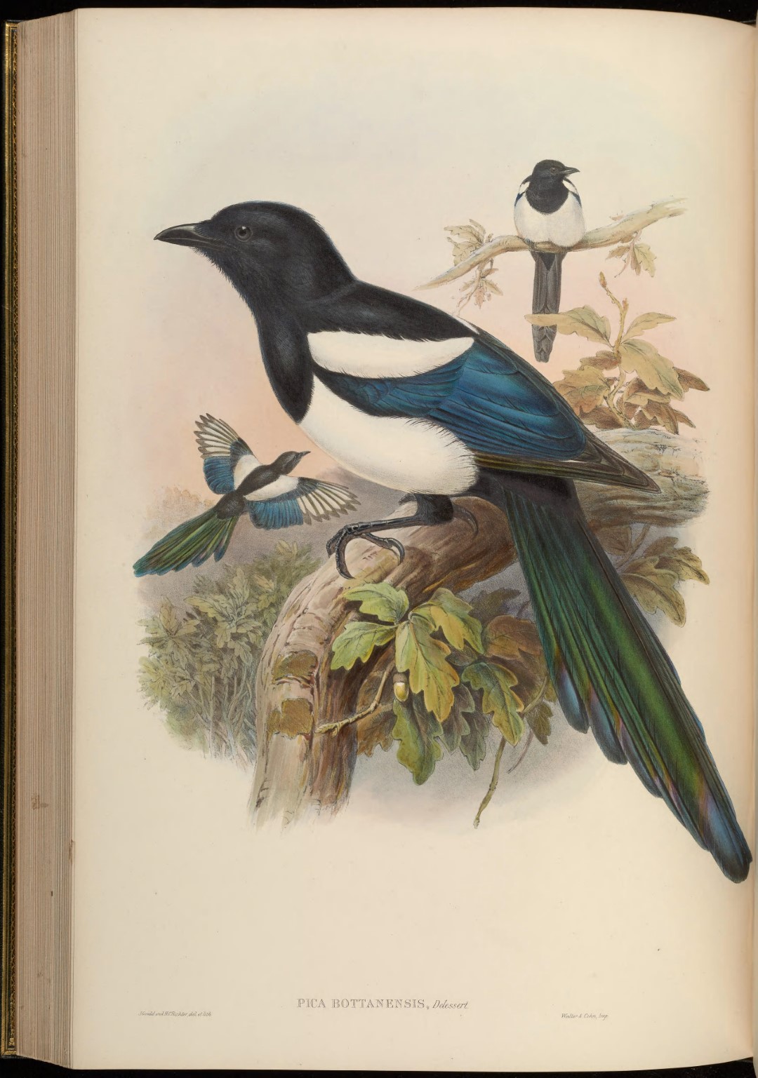 Bottan's Magpie