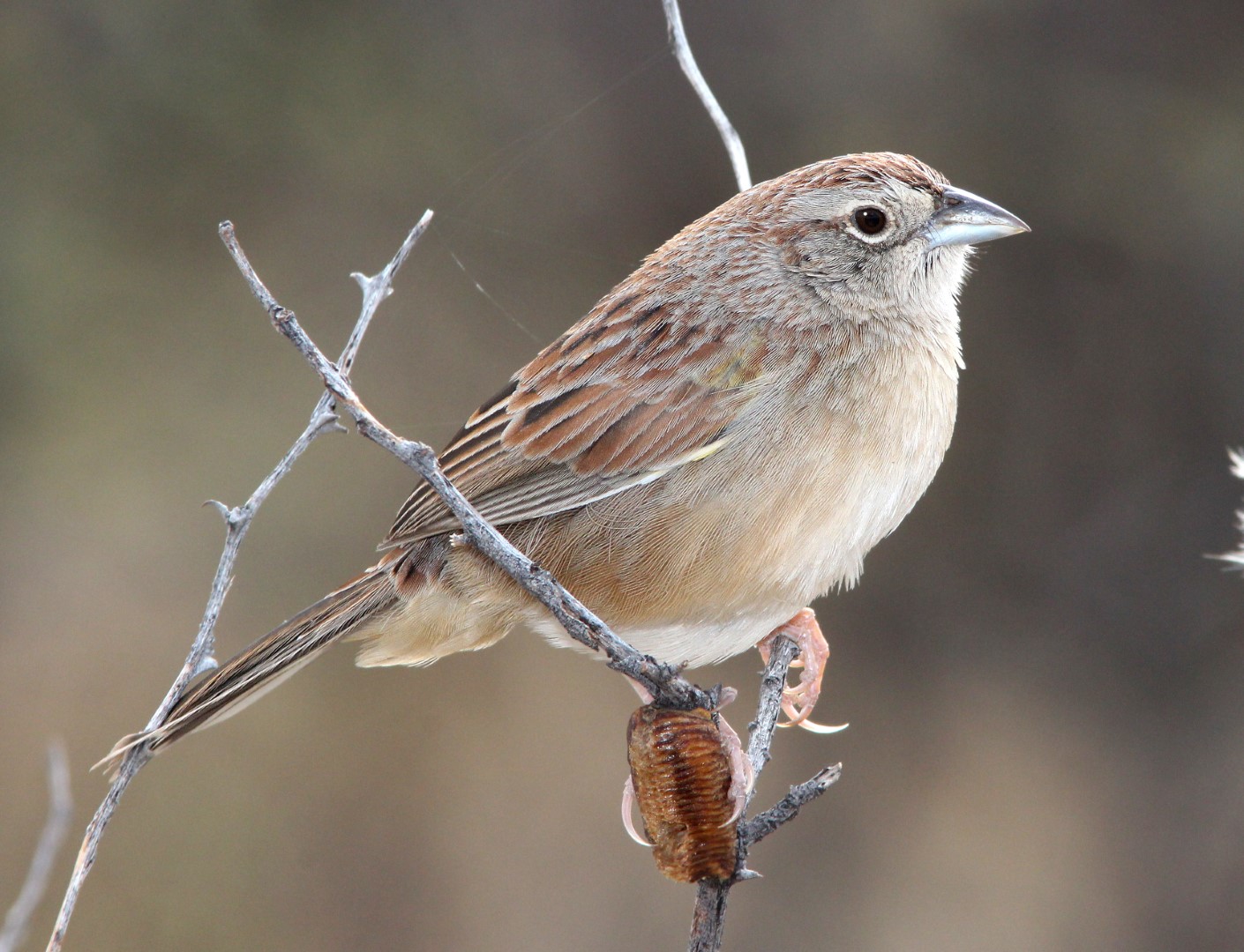 Botteri's sparrow