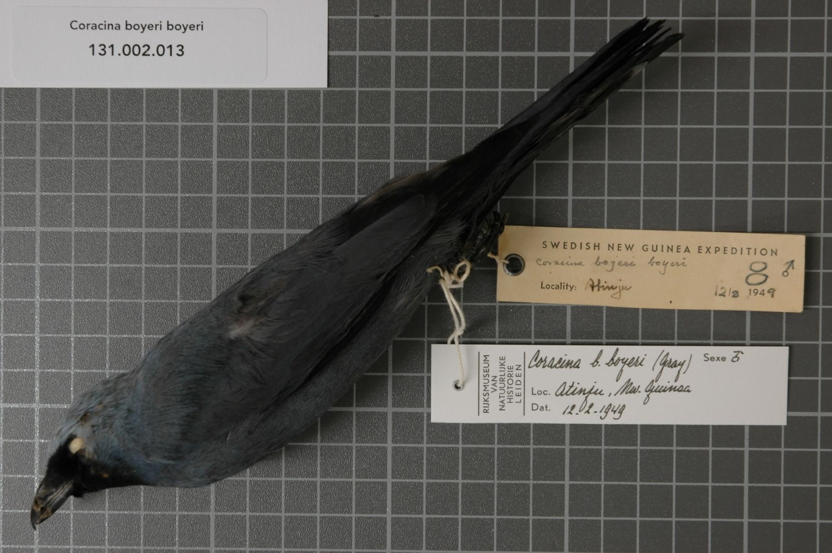 Boyer's cuckooshrike