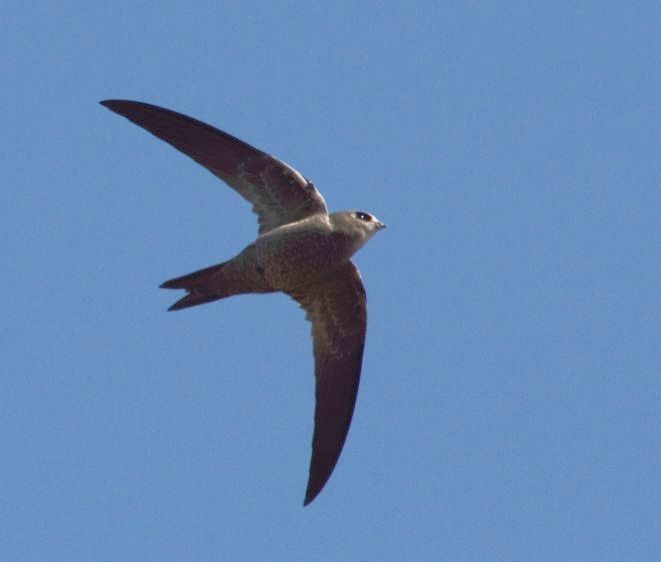 Bradfield's Swift
