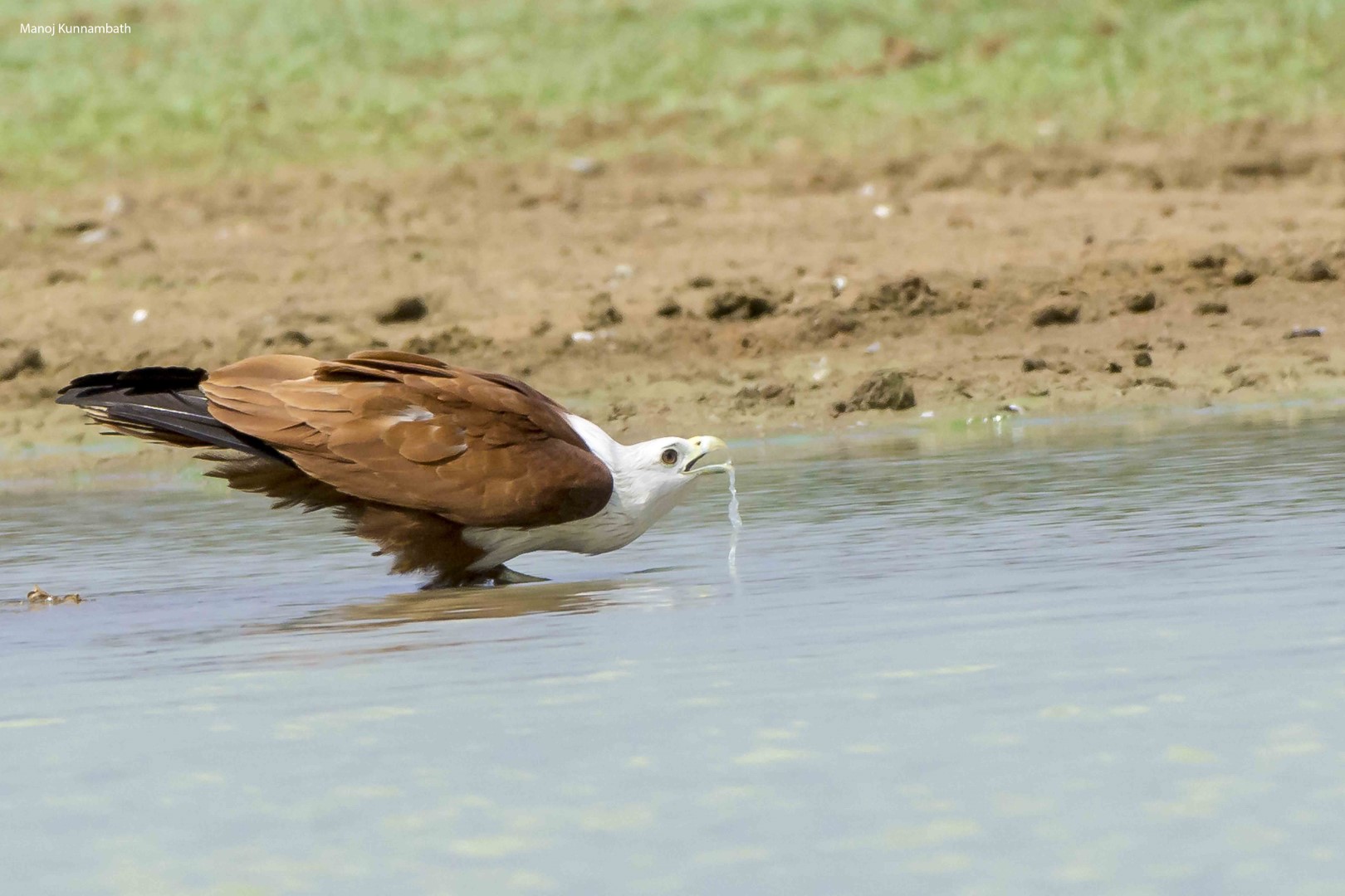 Brahminy Kite
