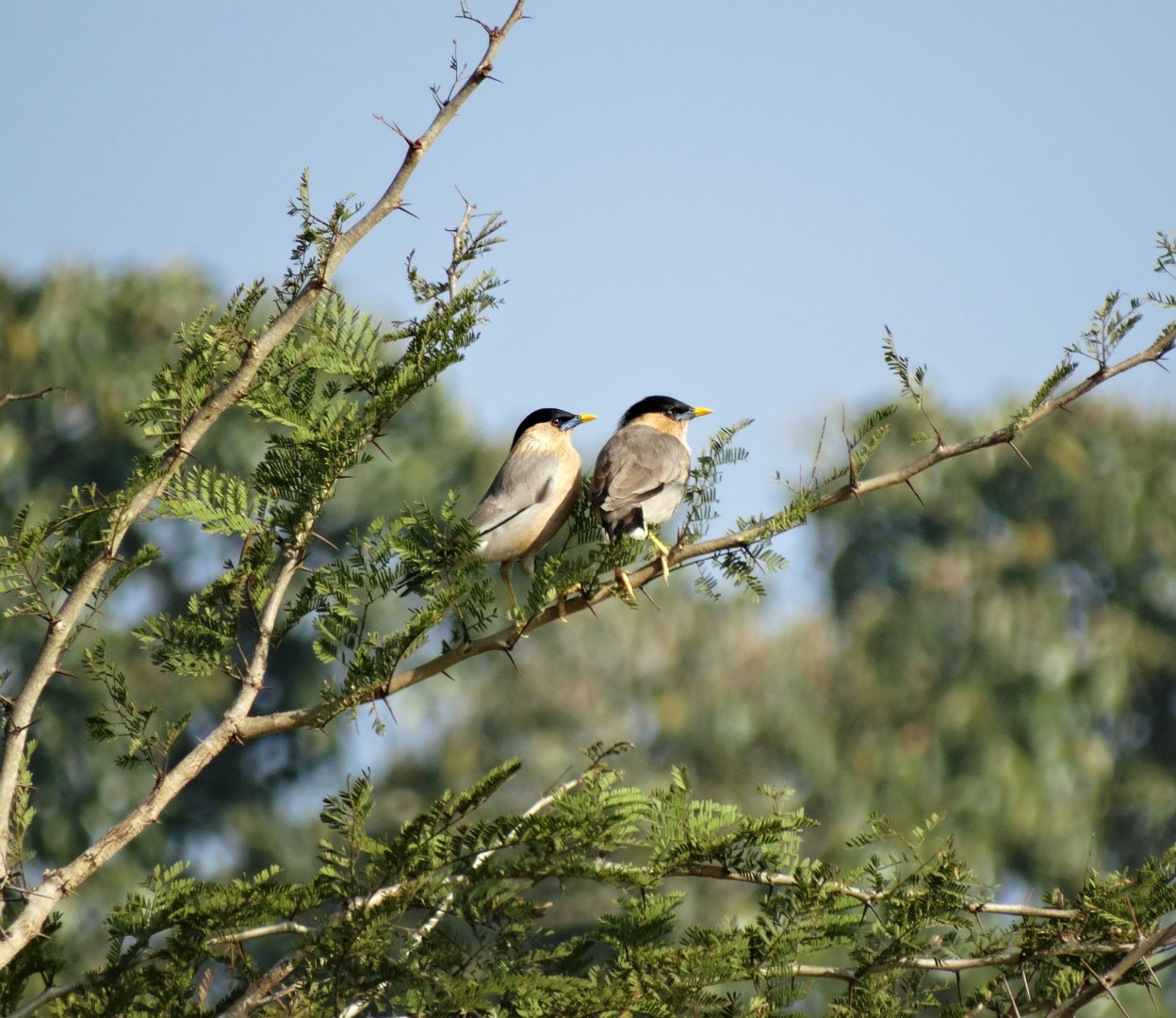 Brahminy Starling