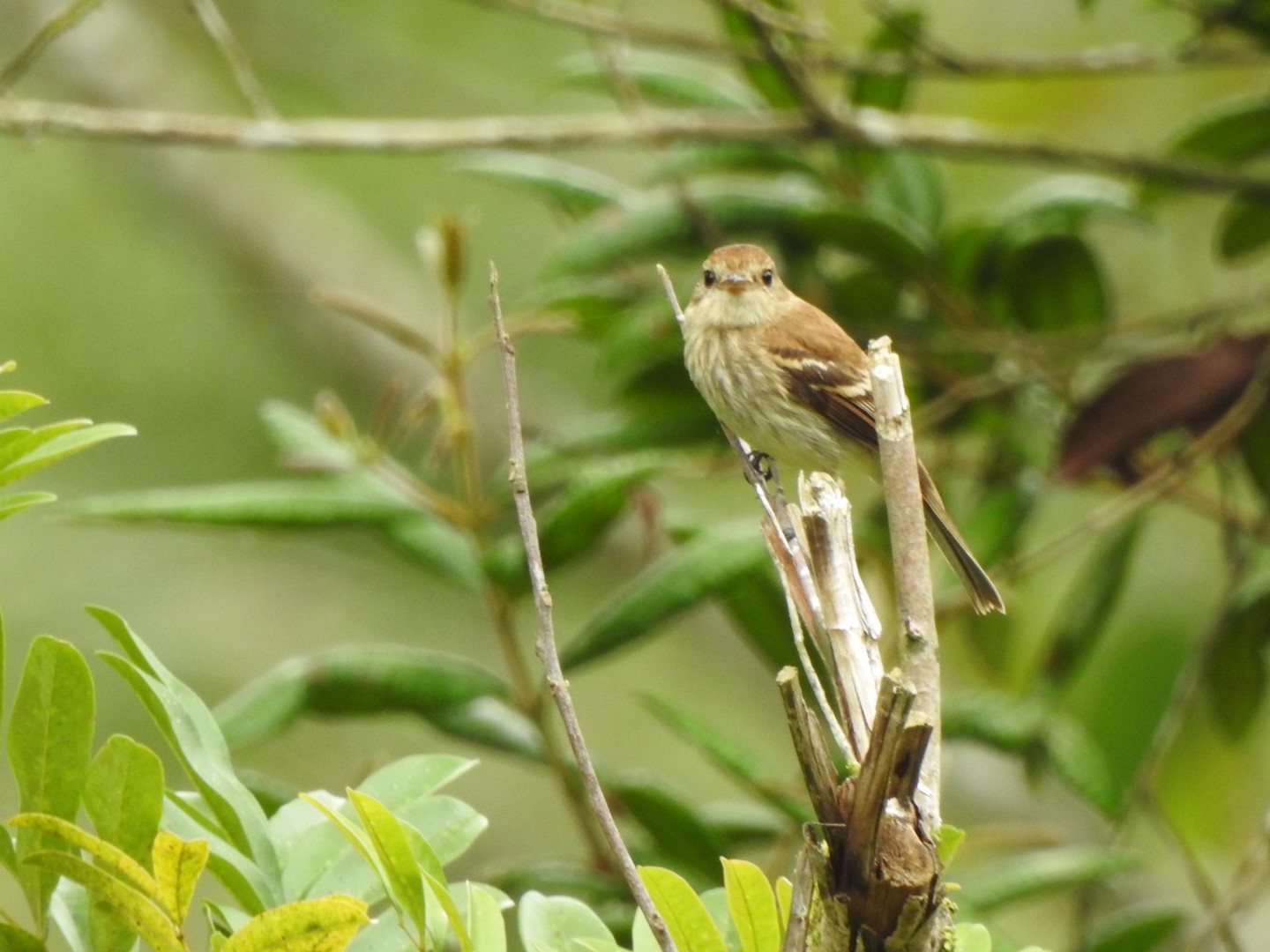 Bran-colored Flycatcher
