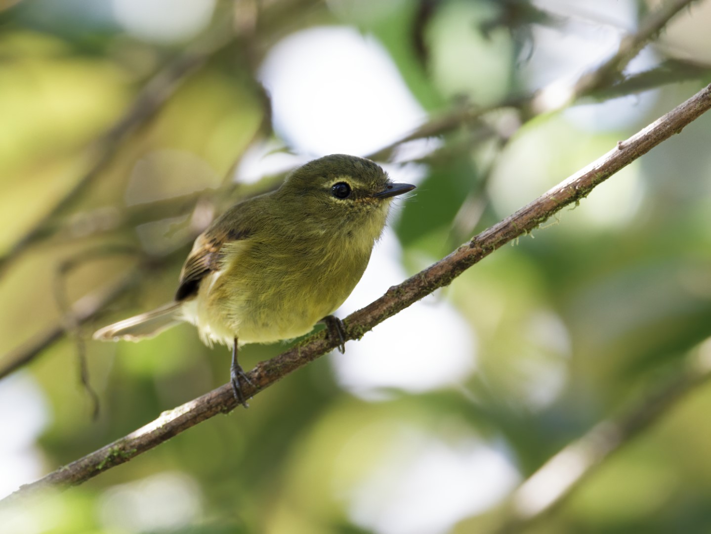 Bran-colored Flycatcher