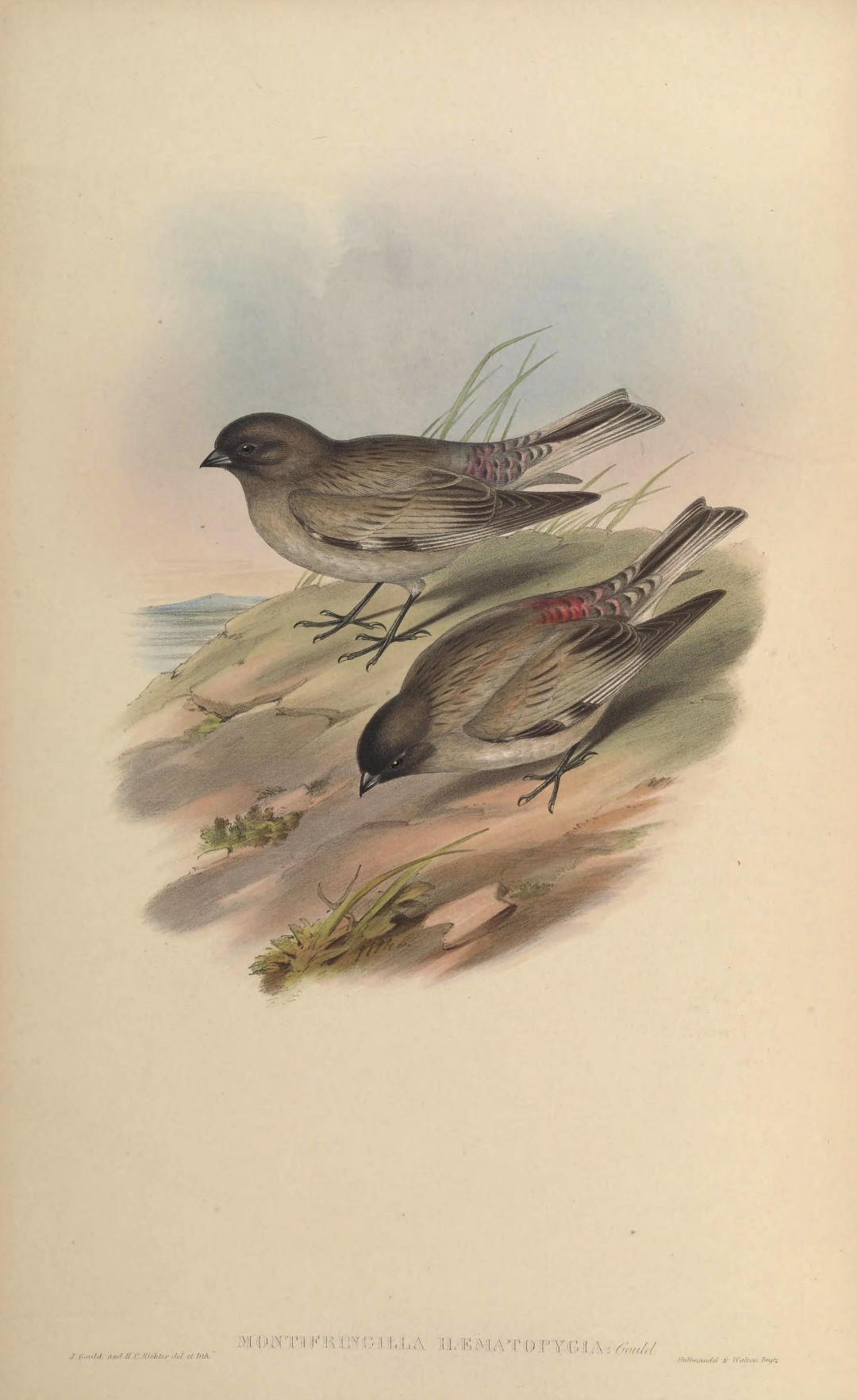 Brandt's Mountain Finch