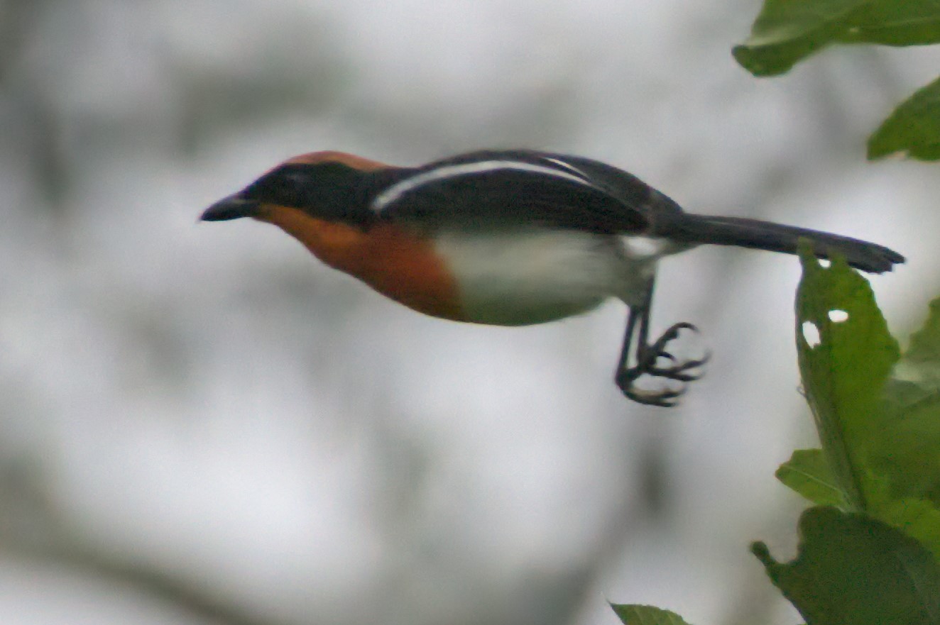 Braun's bushshrike