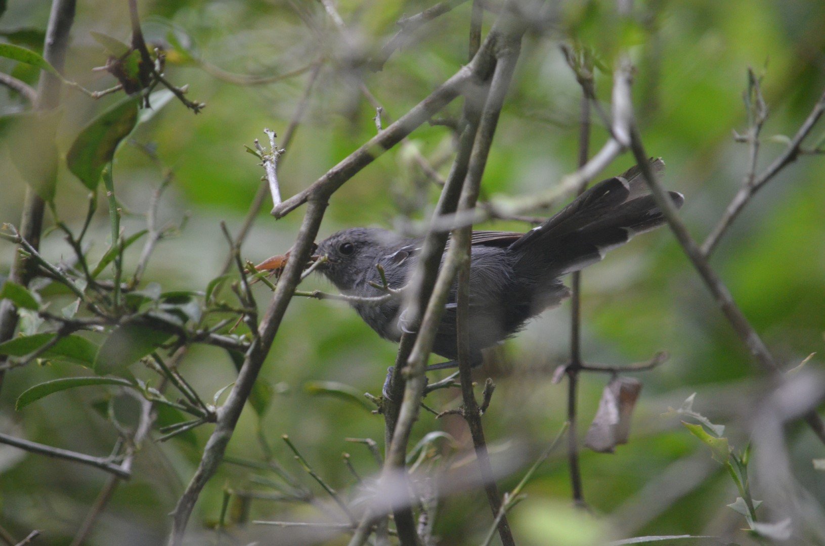 Brazilian antbird