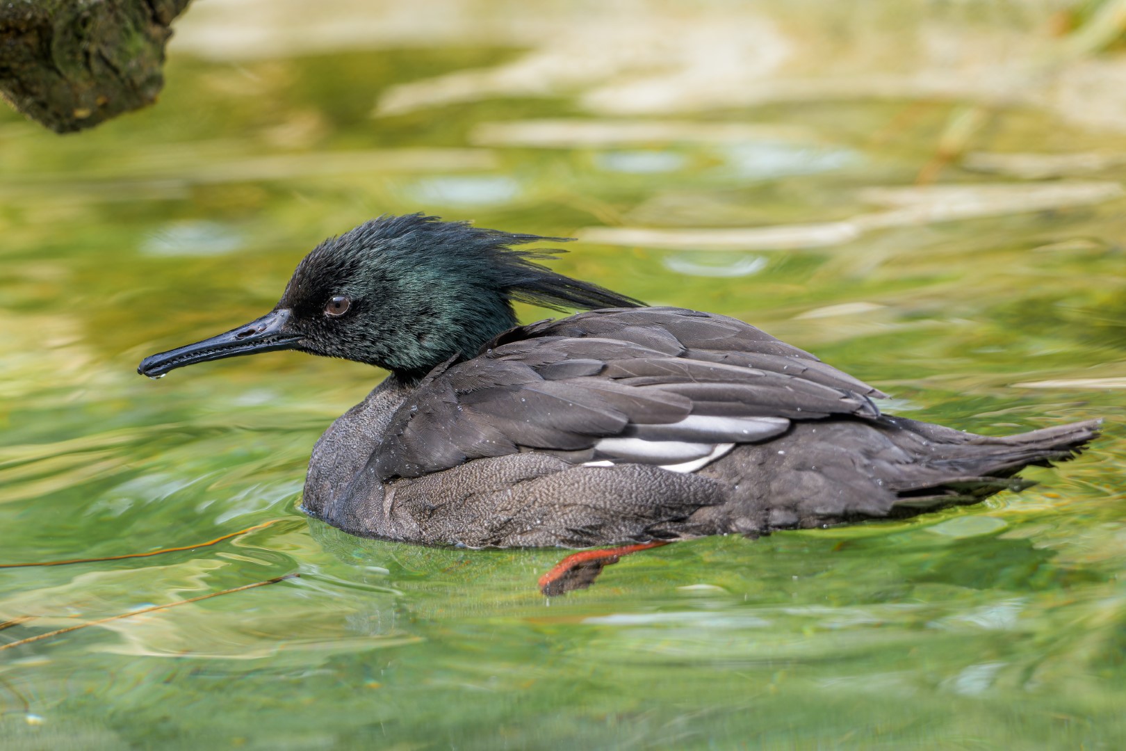 Brazilian Merganser