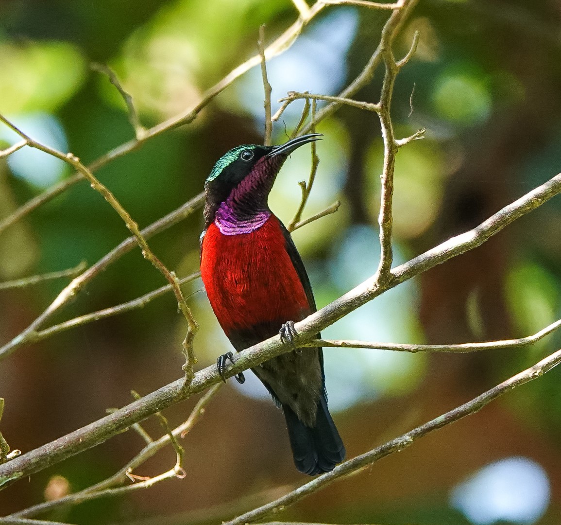 Brazilian Sunbird