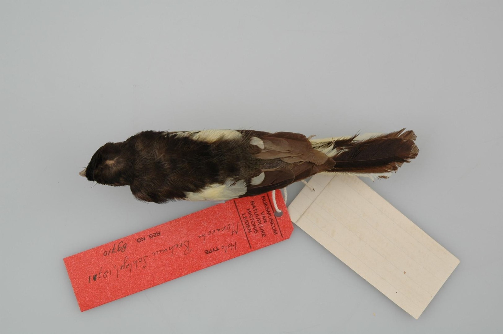 Brehm's tiger parrot