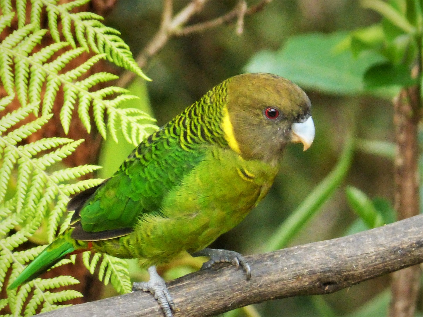 Brehm's Tiger Parrot