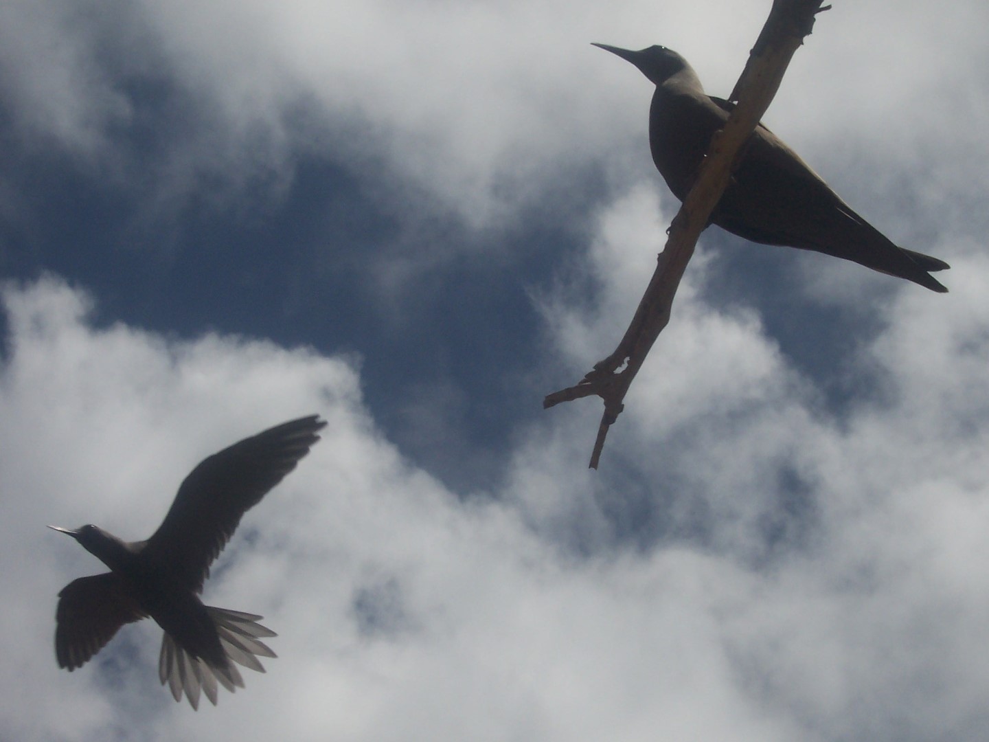Bridled Tern