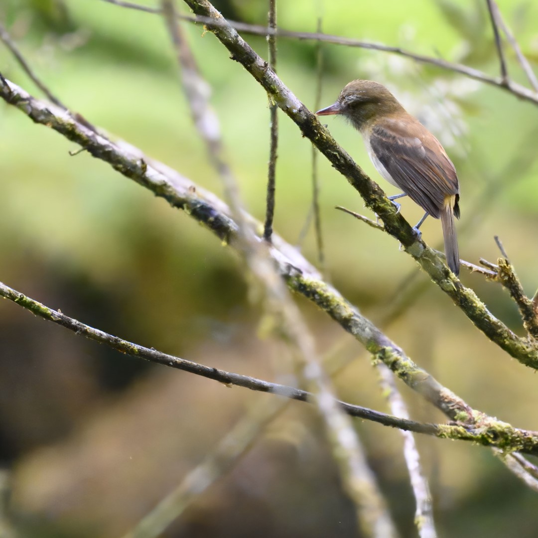 Bright-rumped Attila