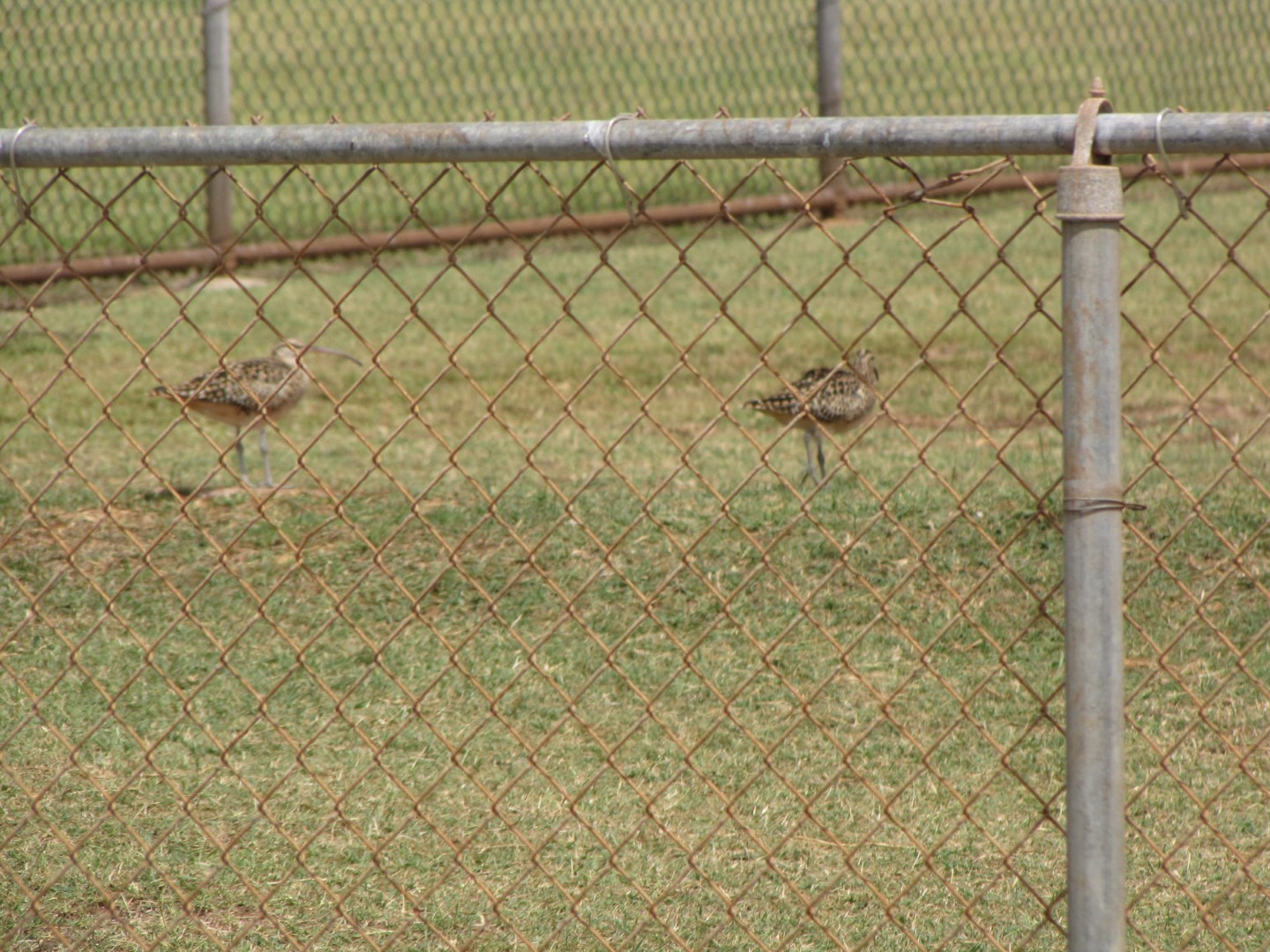 Bristle-thighed Curlew