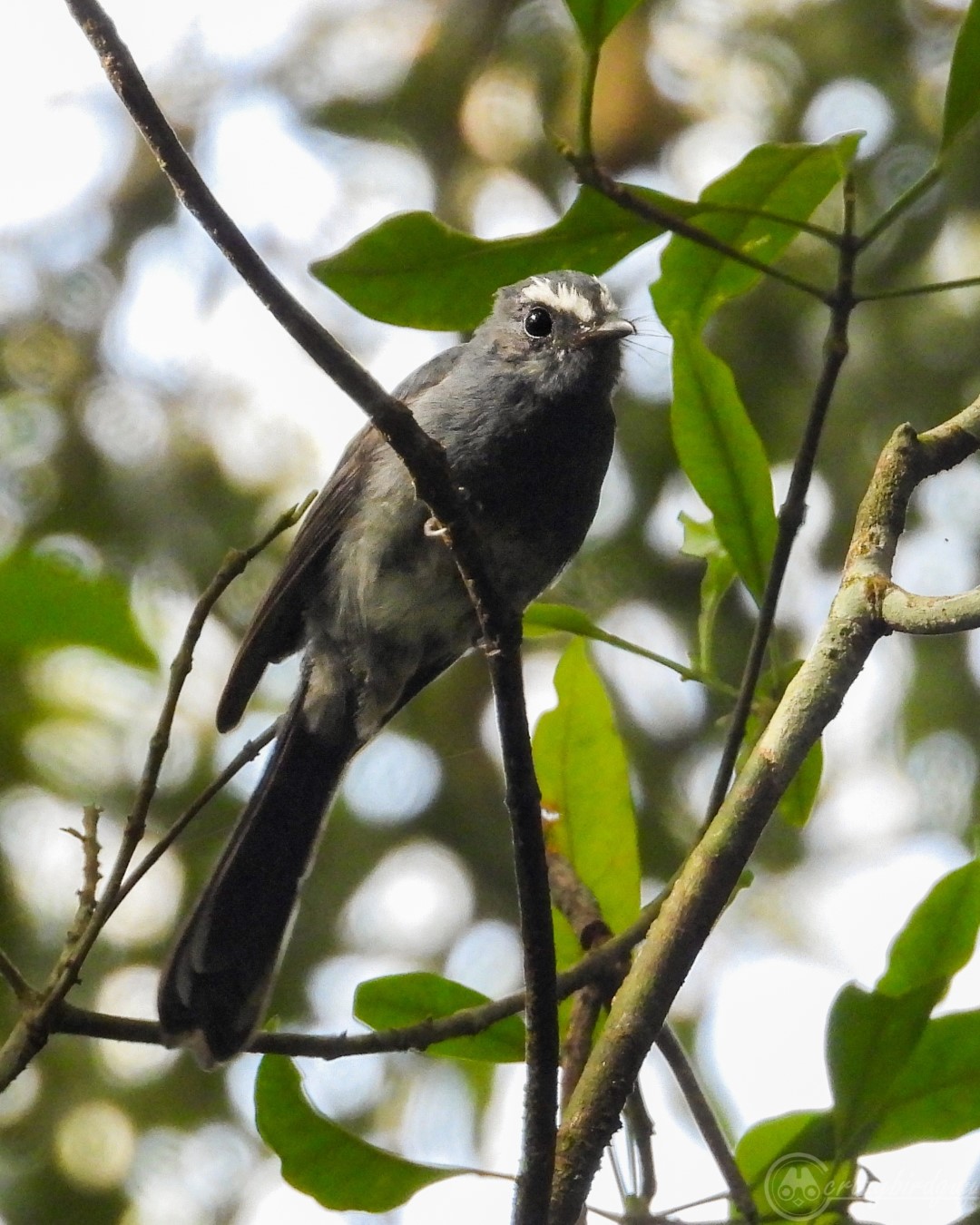 Broad-billed Fantail