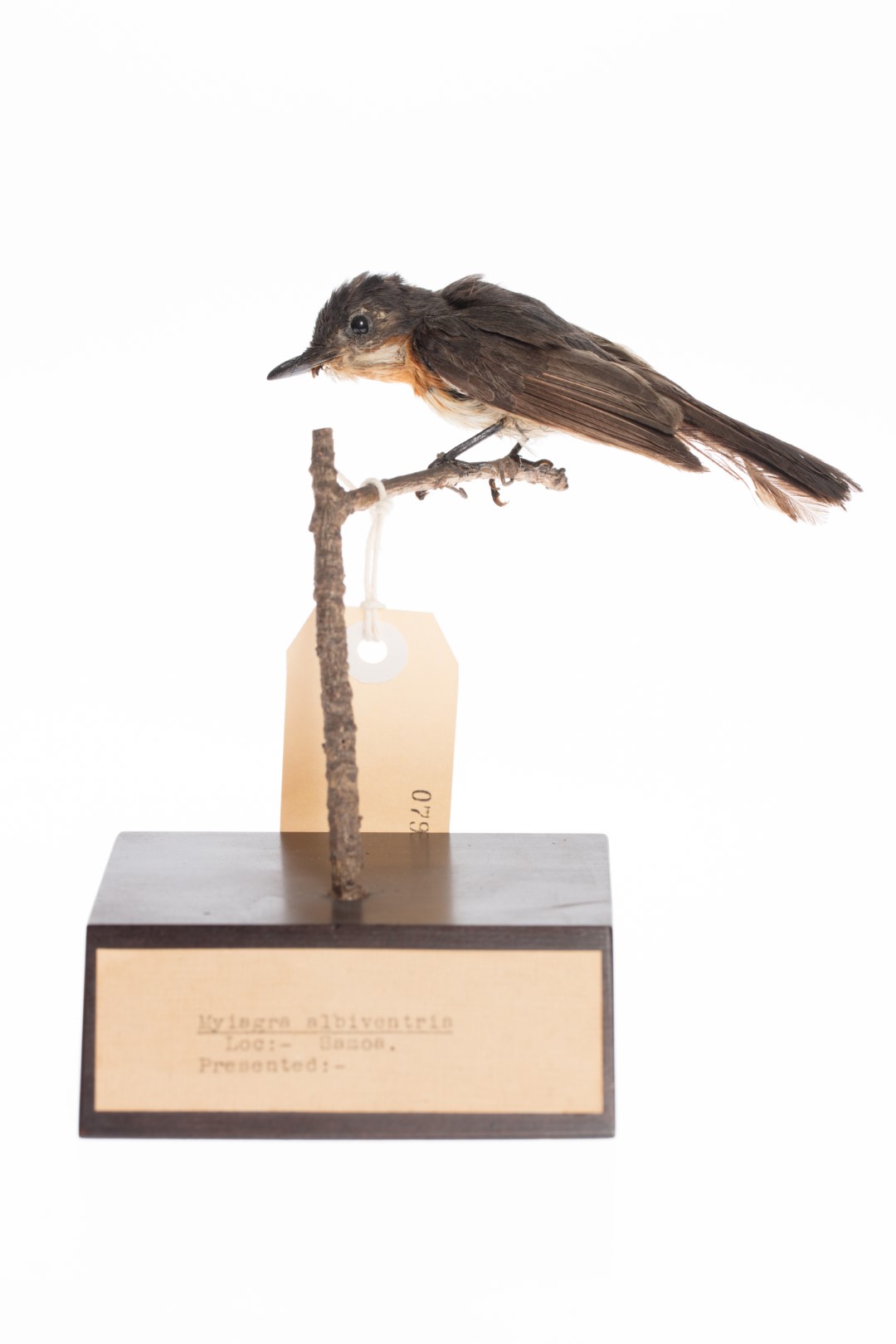 Broad-billed Flycatcher