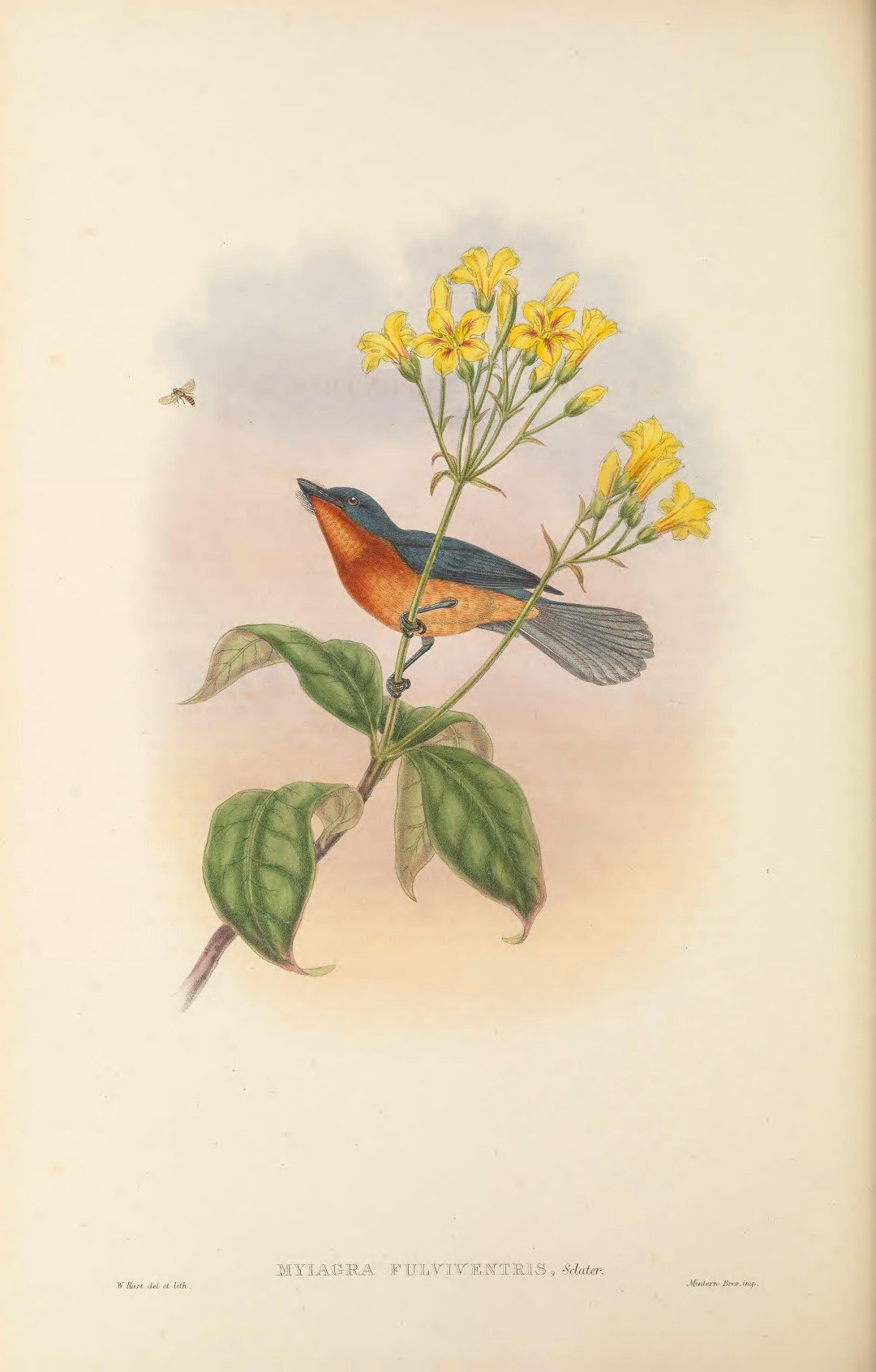 Broad-billed Flycatcher