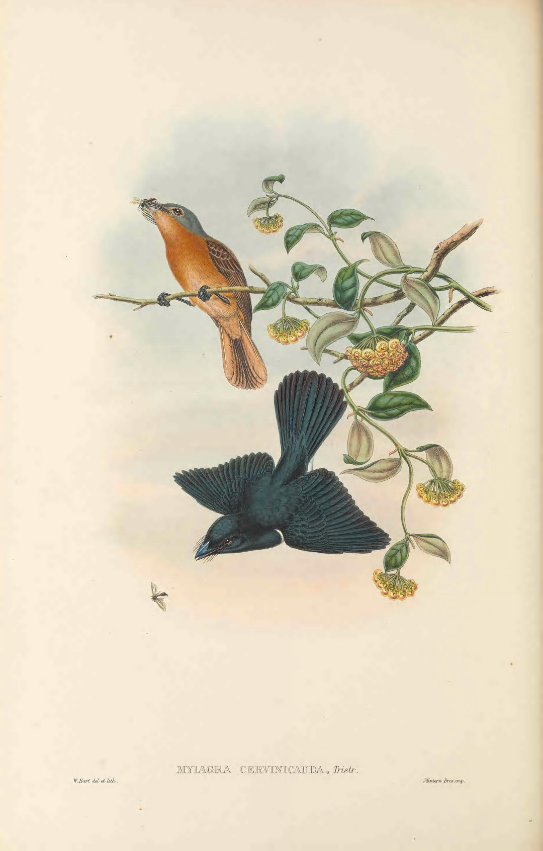 Broad-billed Flycatcher