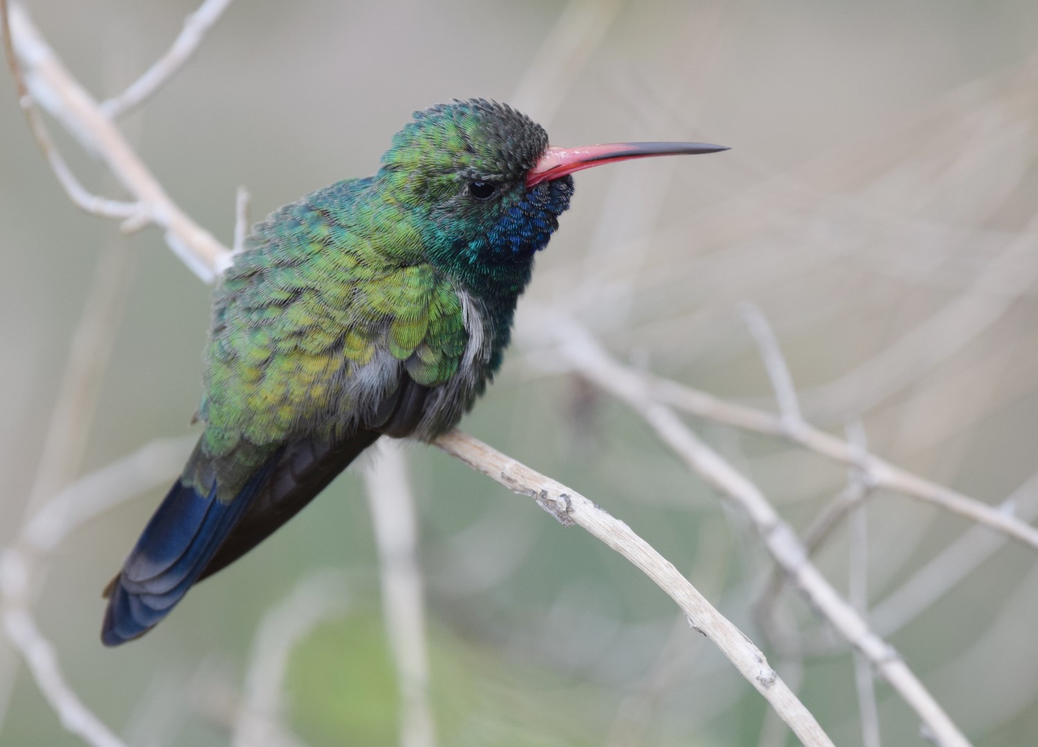 Broad-billed Hummingbird