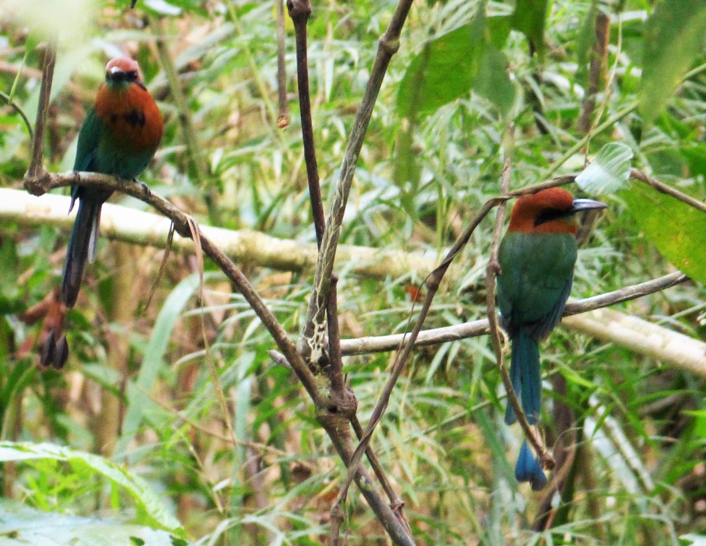 Broad-billed Motmot