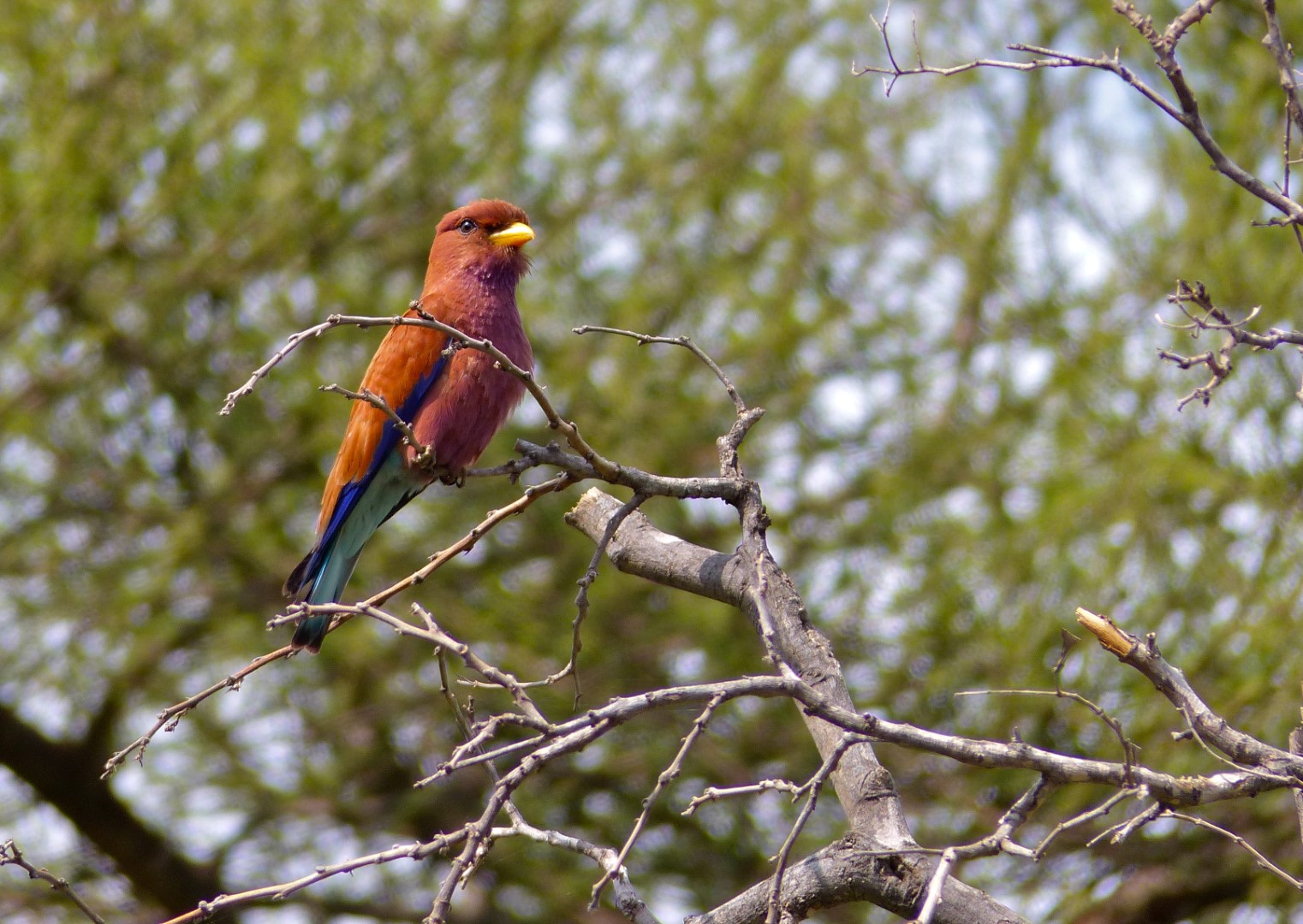 Broad-billed Roller