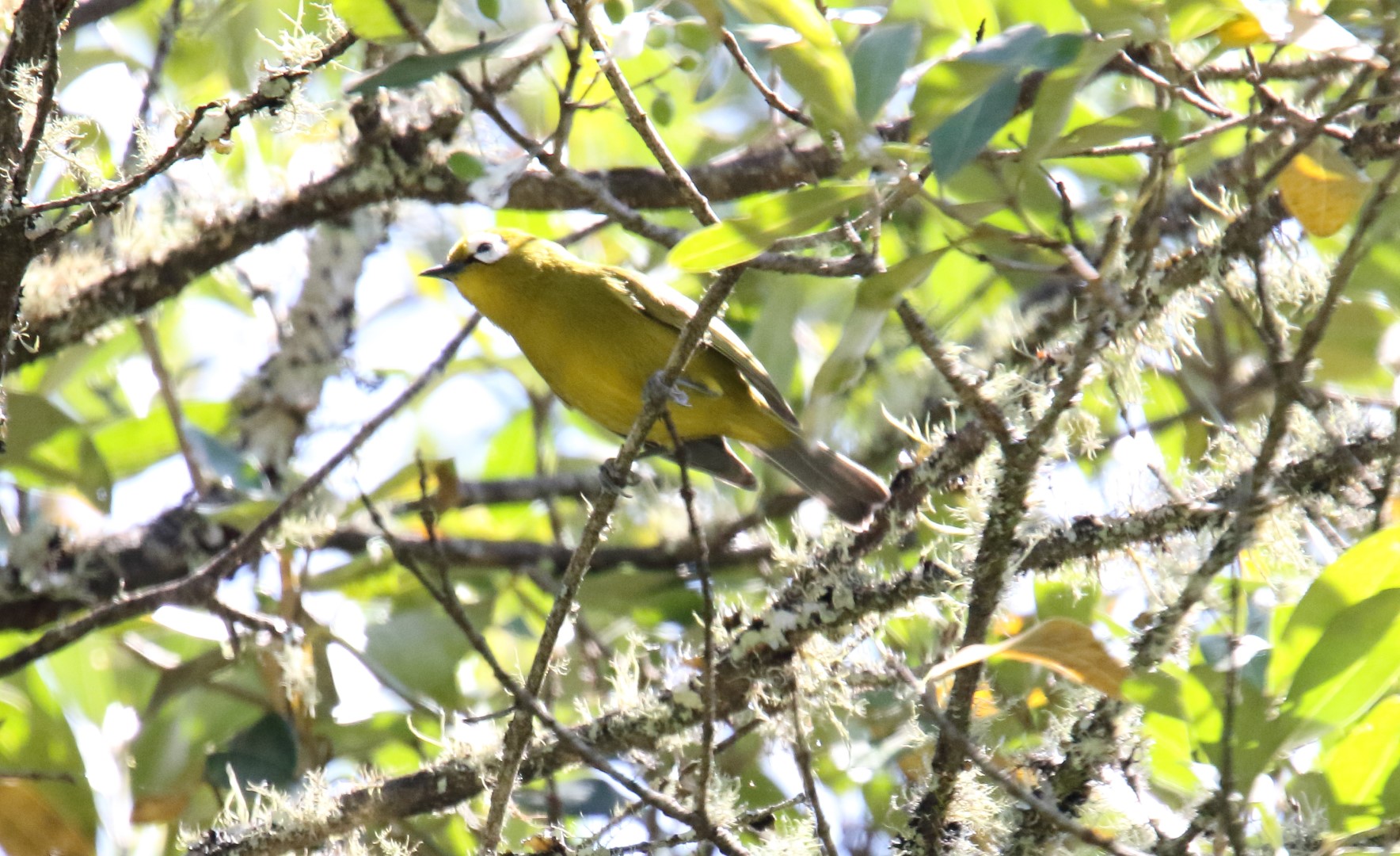 Broad-ringed White-eye