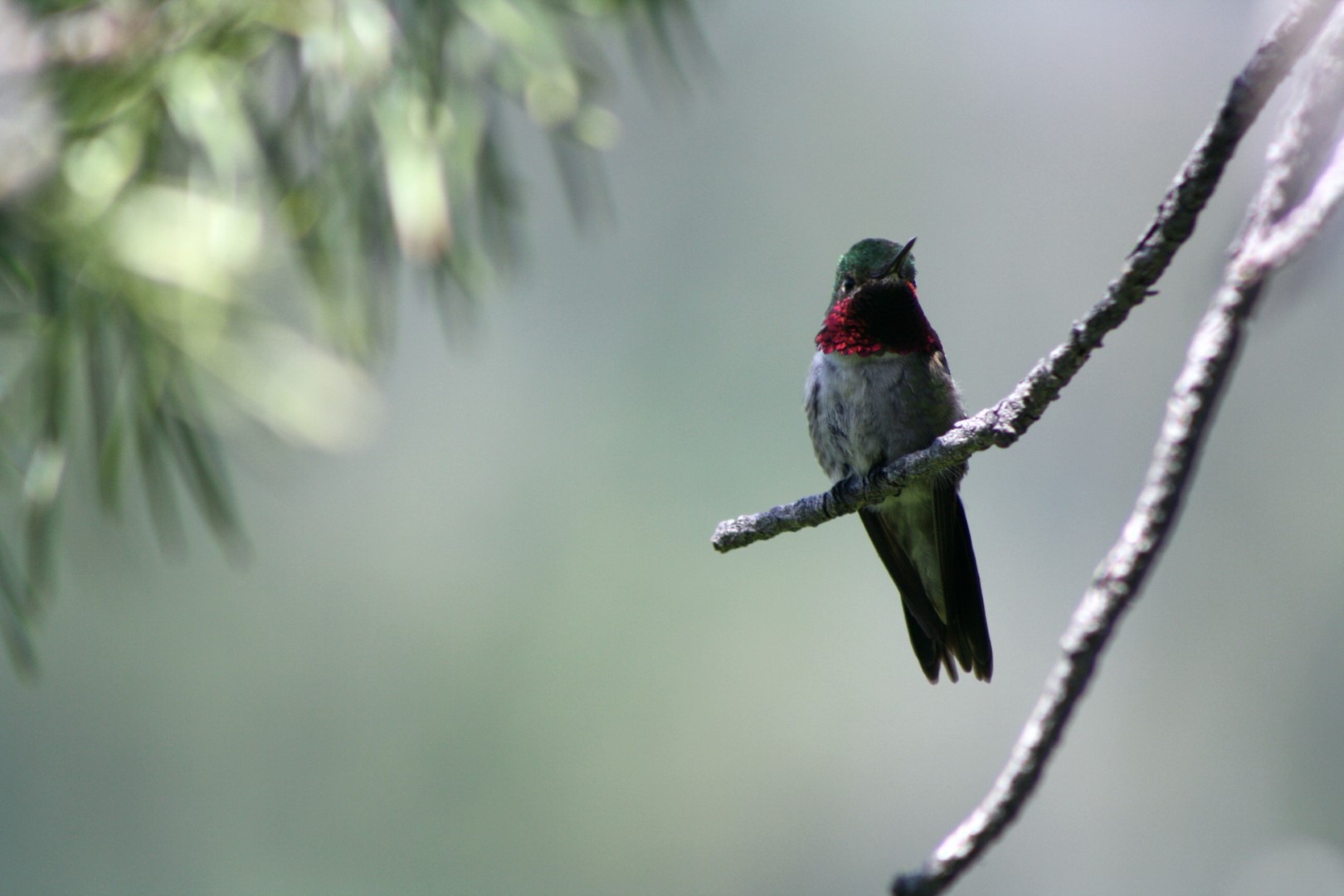 Broad-tailed Hummingbird