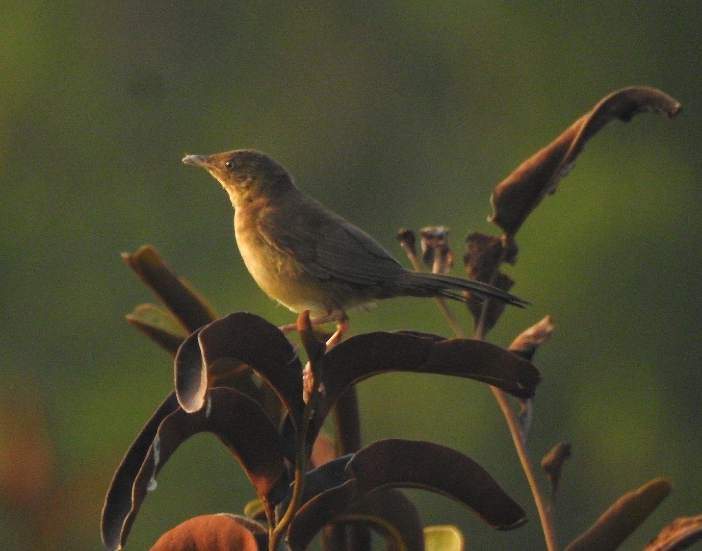 Broad-tailed Warbler