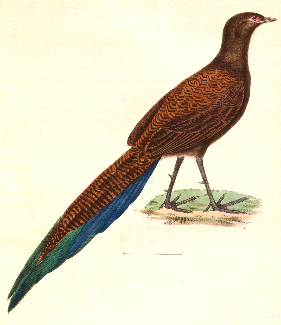 Bronze-tailed Peacock-Pheasant