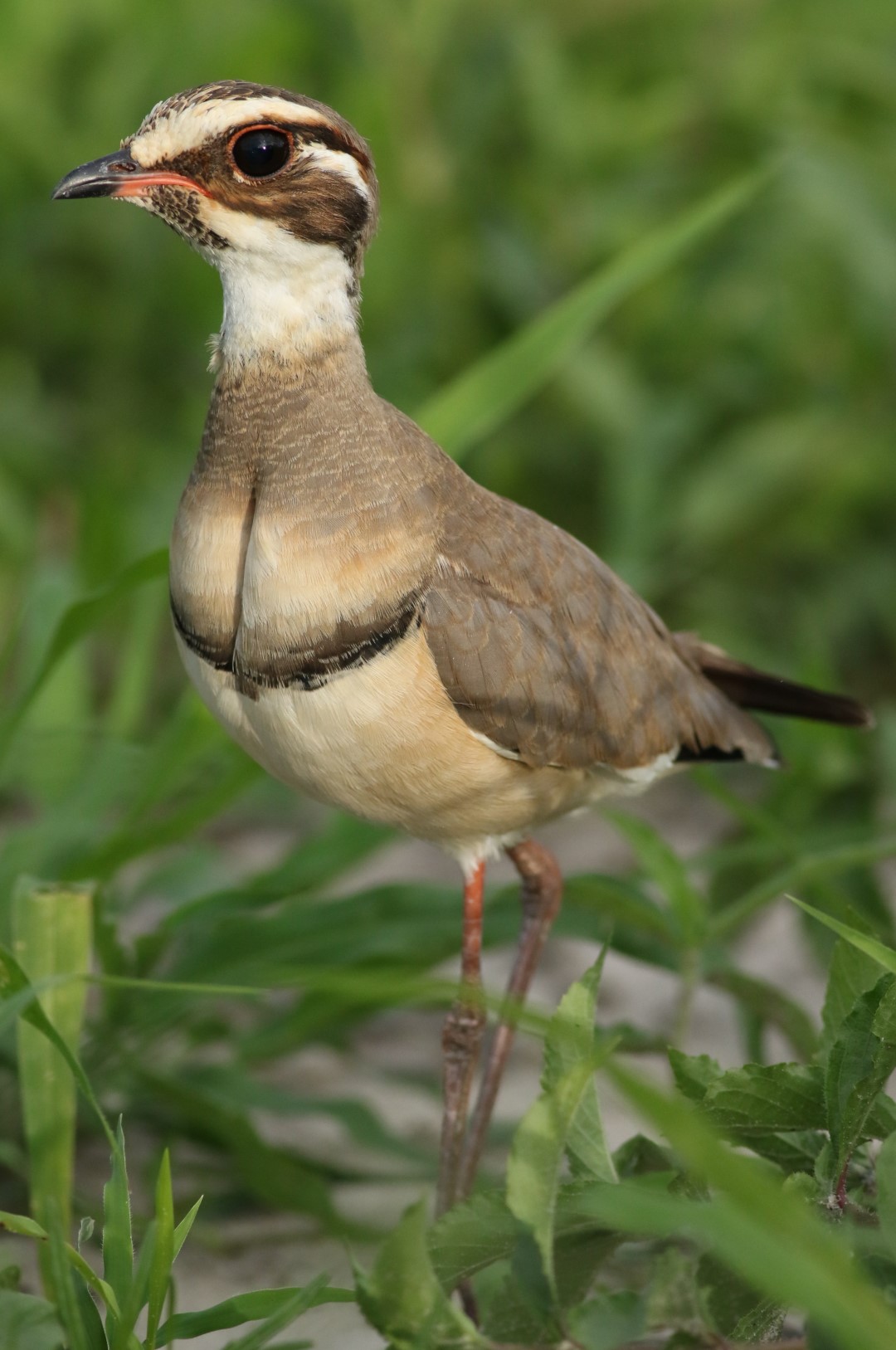 Bronze-winged Courser