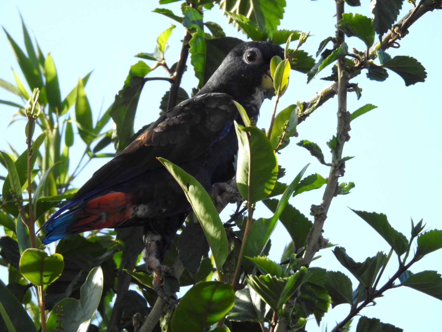 Bronze-winged Parrot