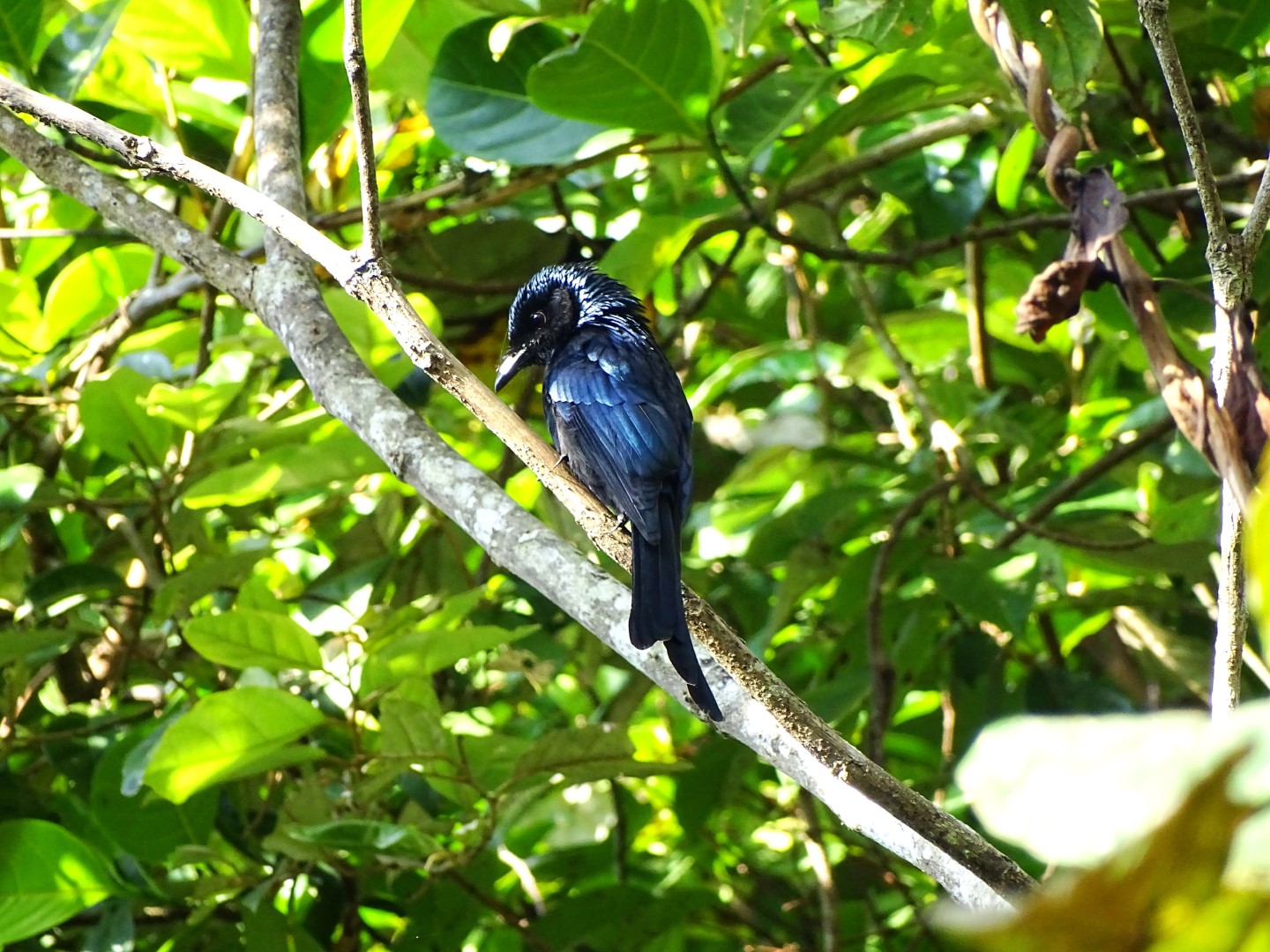 Bronzed Drongo