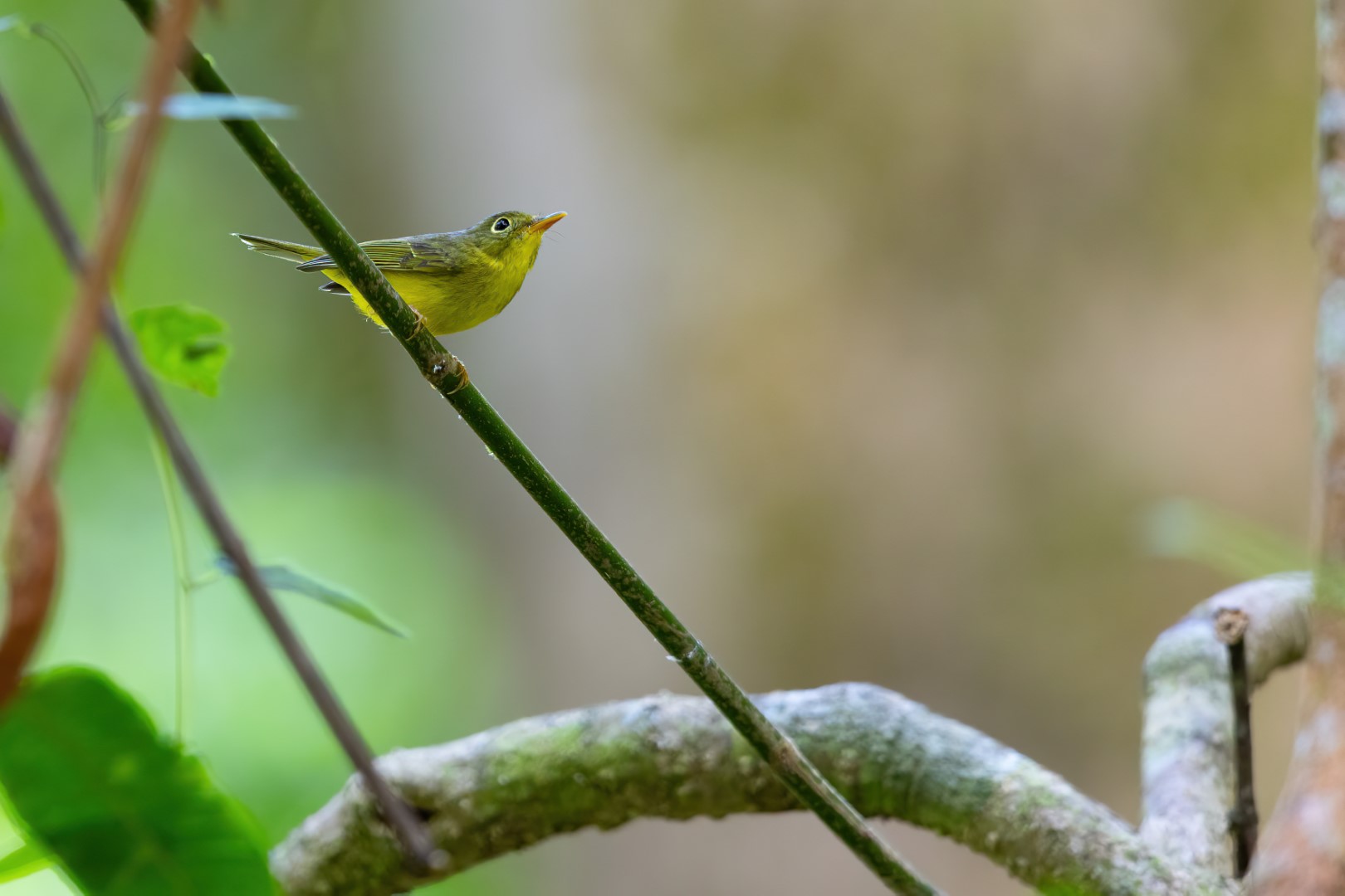 Brooks's Leaf Warbler