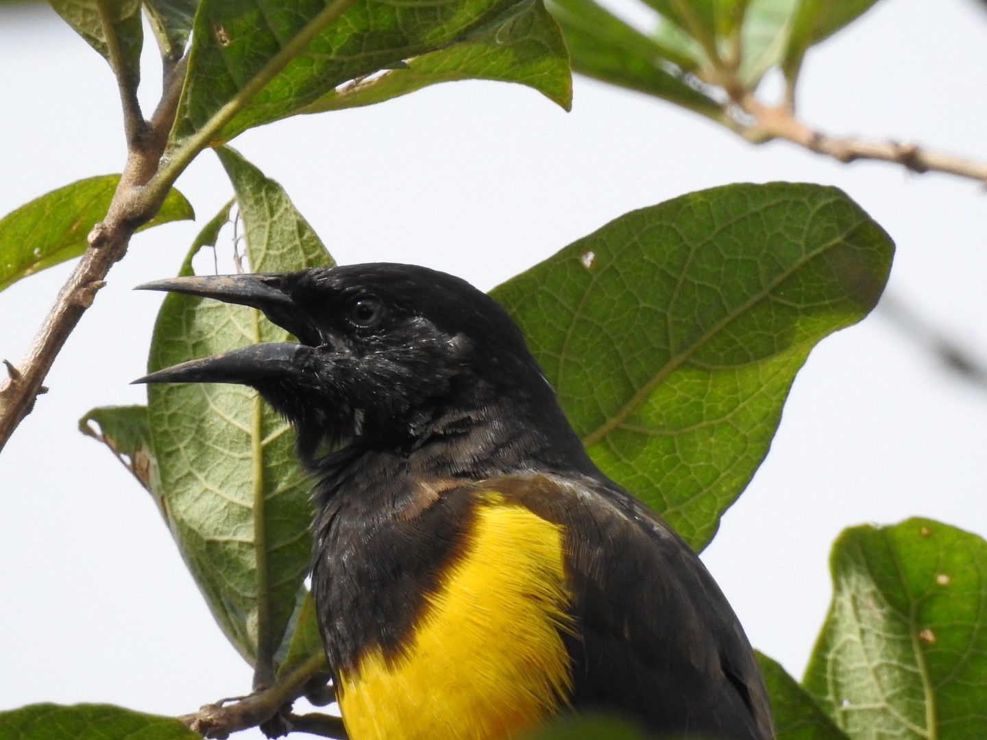 Brown-and-yellow Marshbird