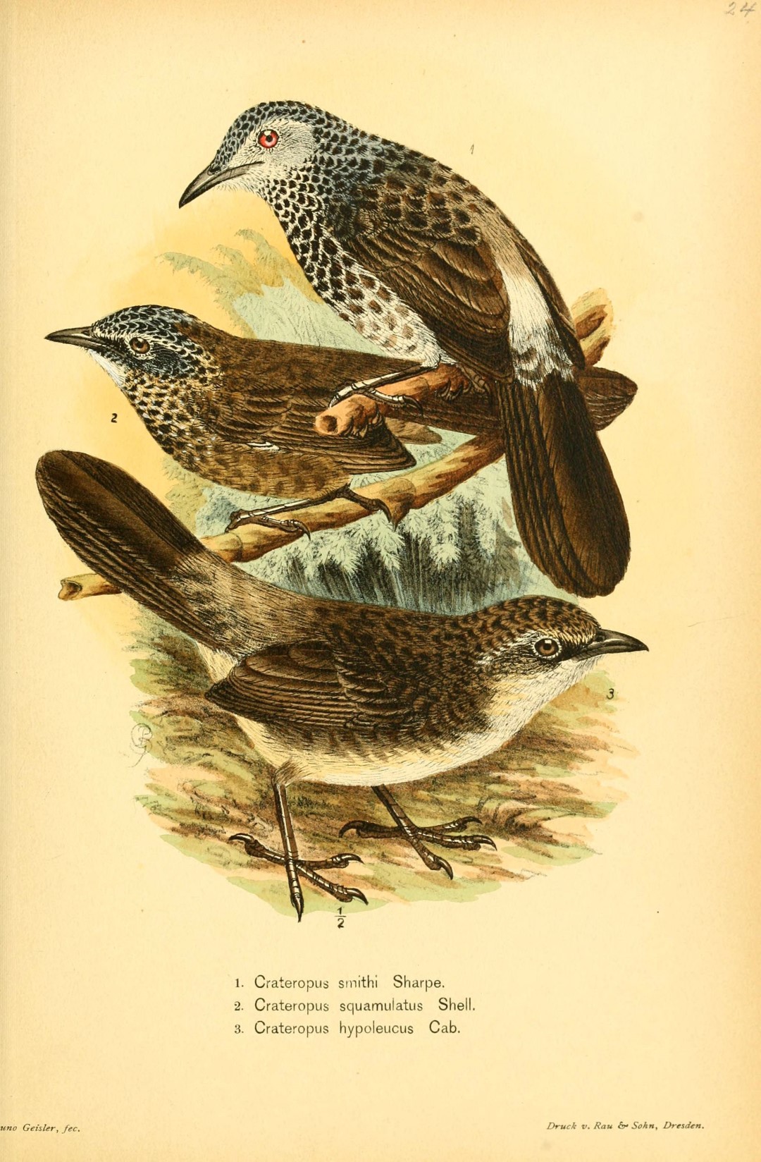 Brown Babbler