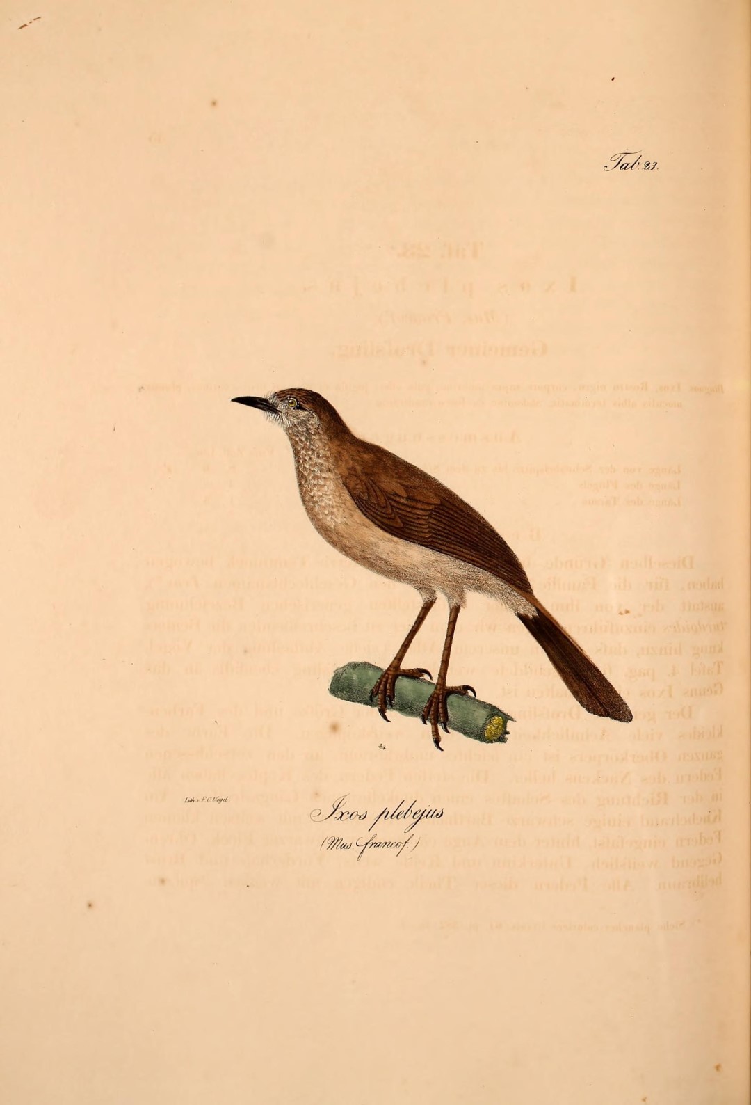 Brown Babbler
