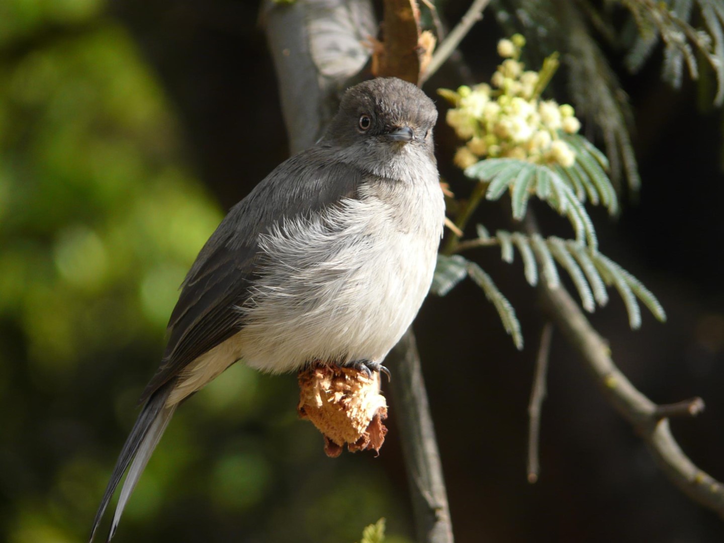 Brown-backed scrub robin