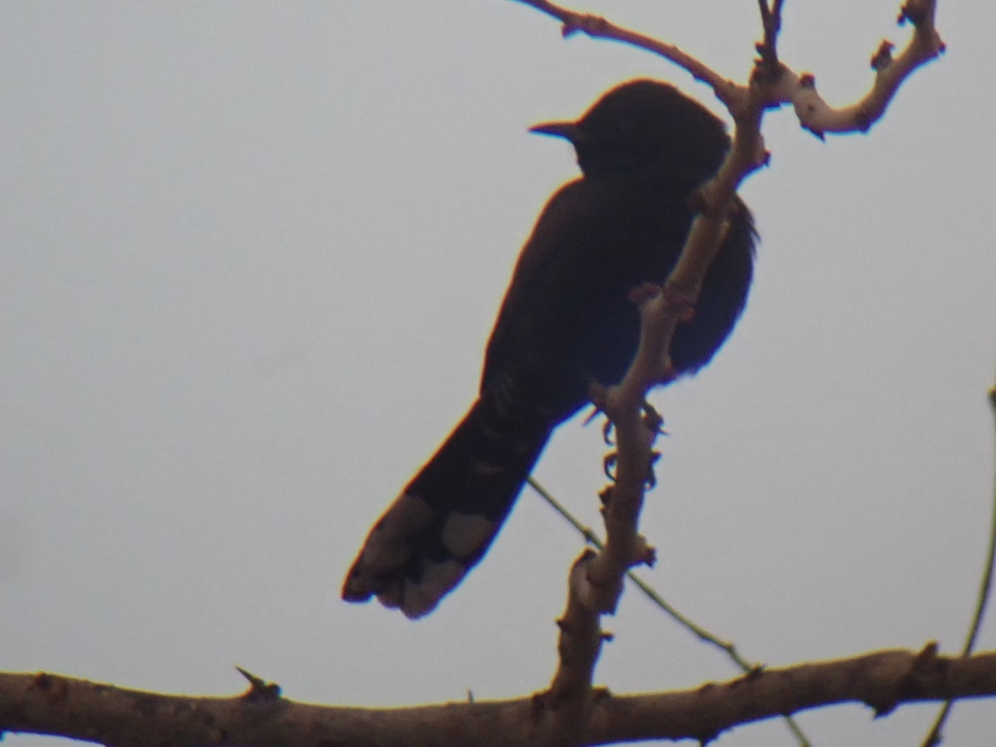 Brown-backed Scrub Robin