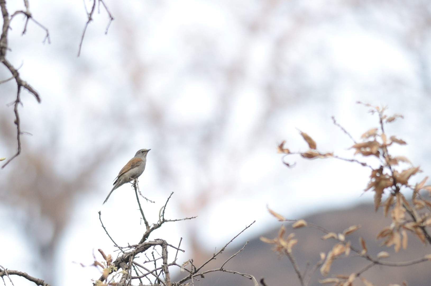 Brown-backed Solitaire