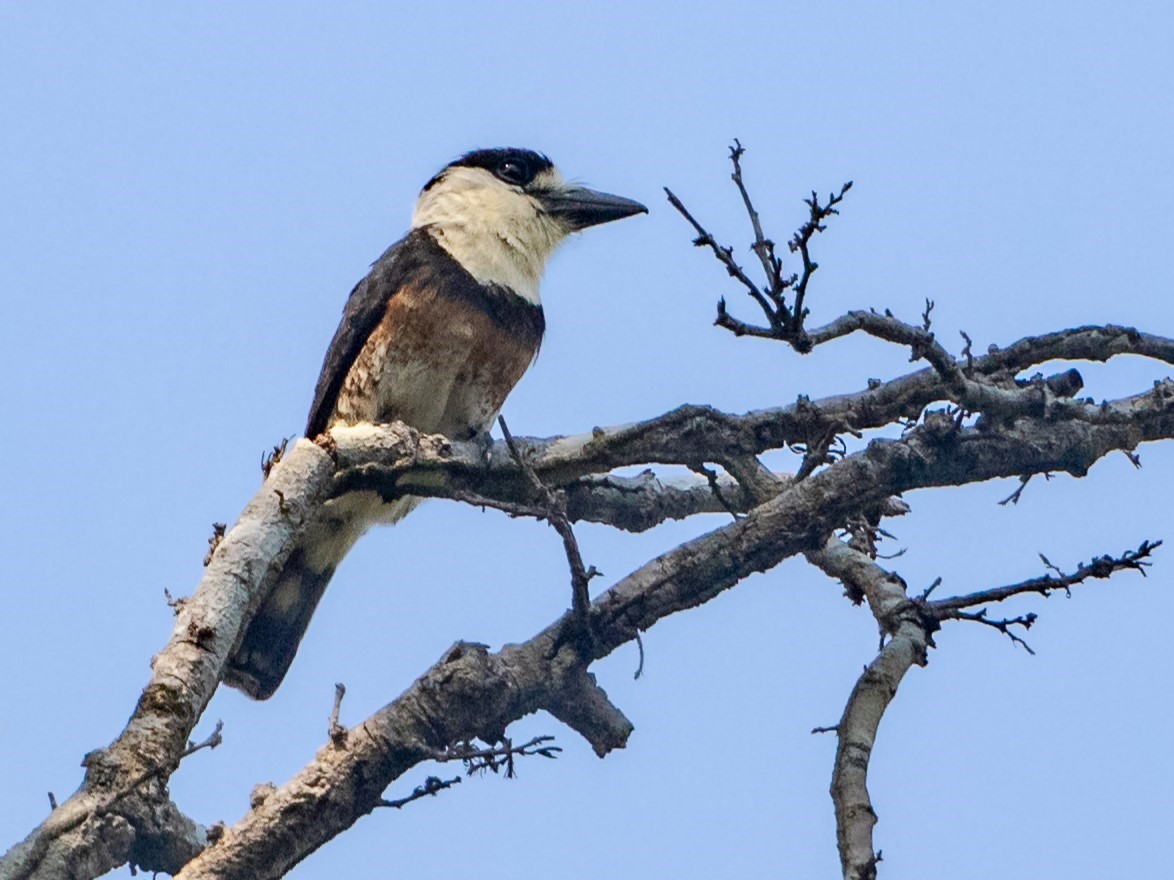 Brown-banded Puffbird