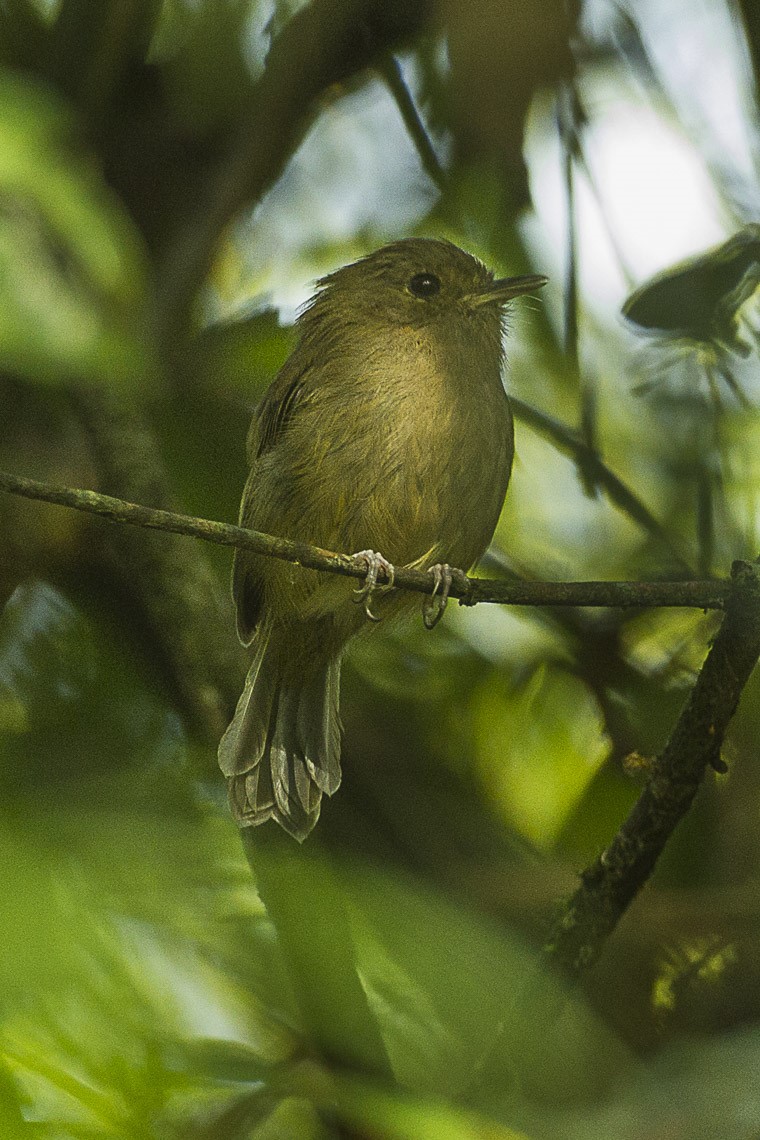 Brown-breasted Bamboo Tyrant