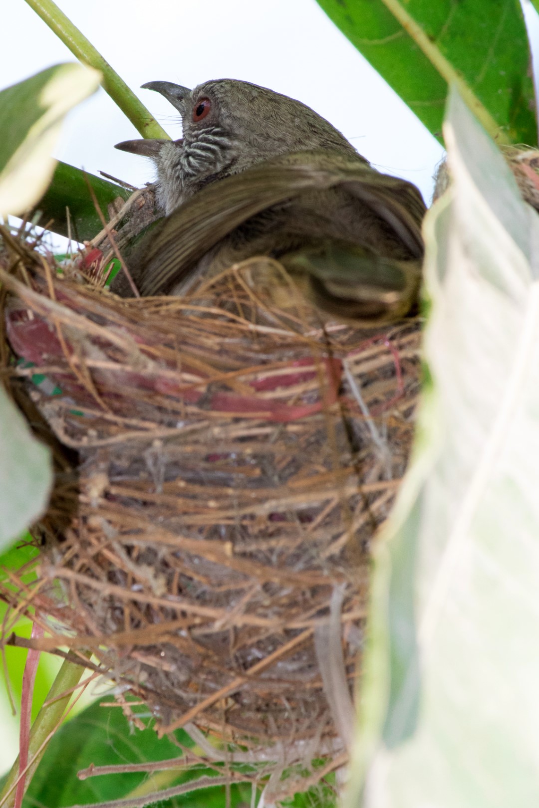 Brown-breasted Bulbul