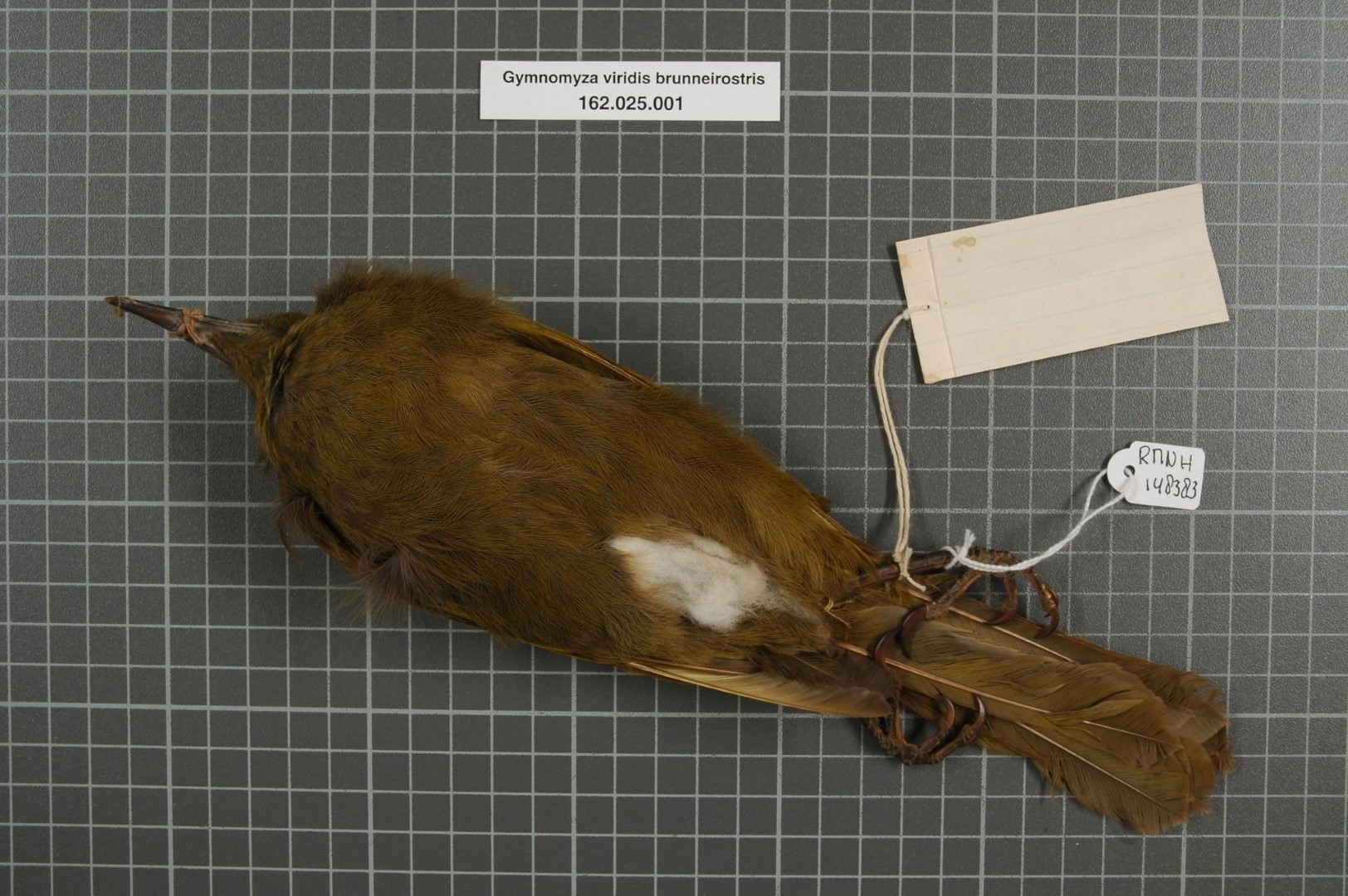 Brown-breasted Honeyeater