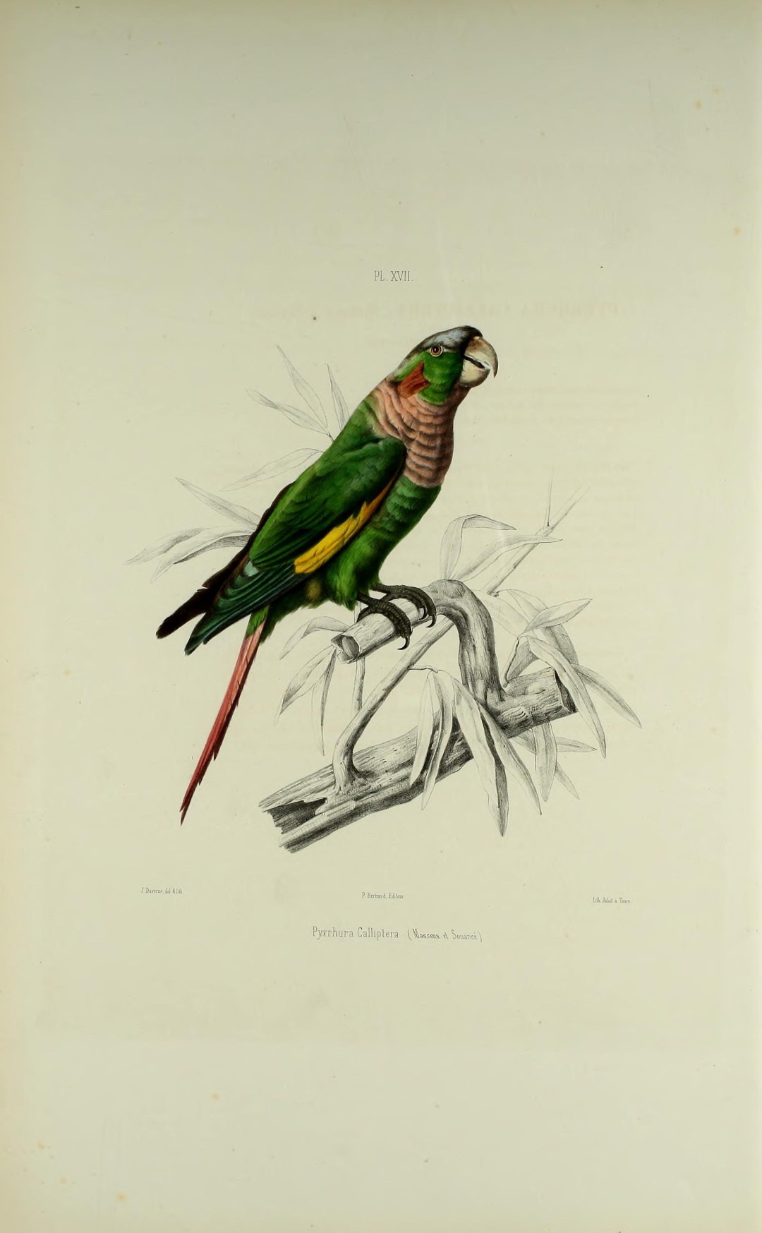 Brown-breasted Parakeet