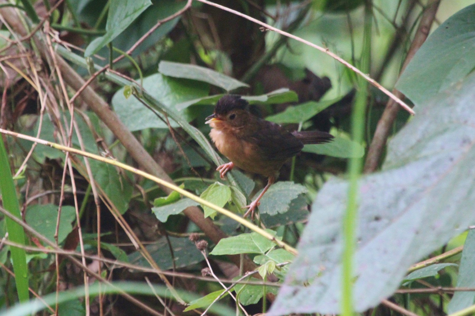 Brown-capped Babbler